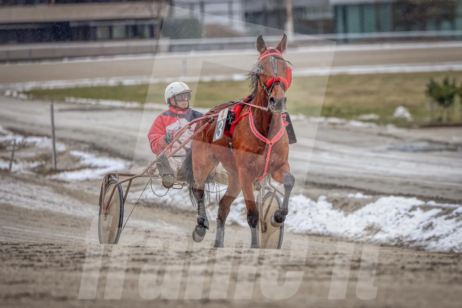 Trabrennpferd mit Trabrennfahrer auf der Pferderennbahn Wien Krieau bei winterlichen Bedingungen.