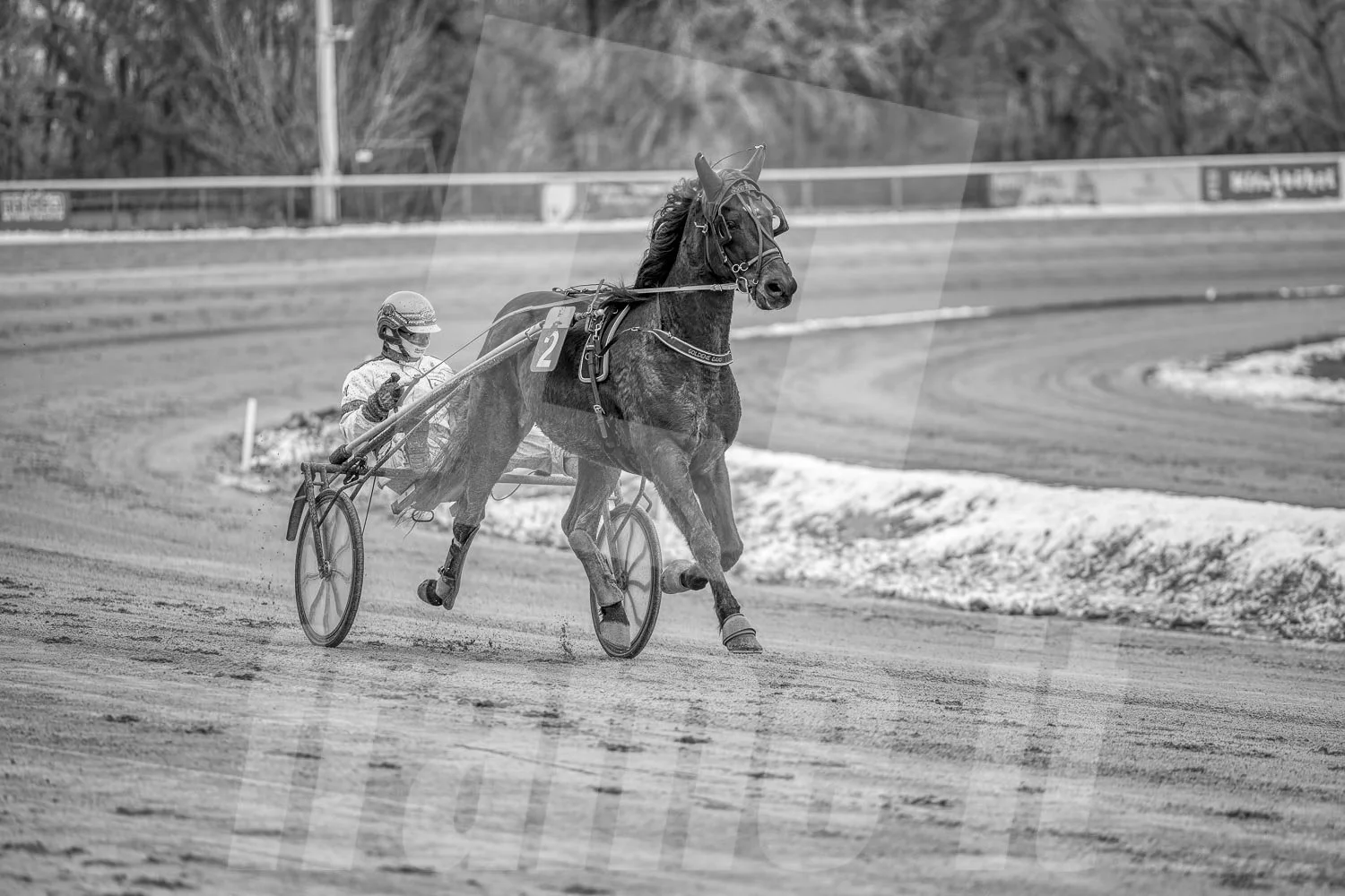 Ein Trabrennpferd mit einem Trabrennfahrer auf der Rennbahn vom Trabrennpark Krieau.