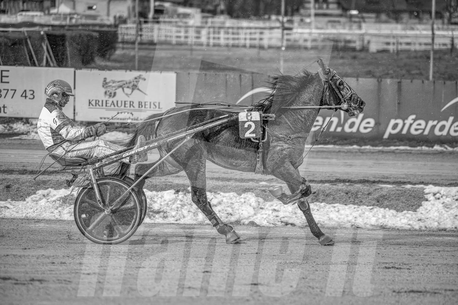 Ein Trabrennfahrer und ein Trabrennpferd auf der Trabrennbahn in Wien Krieau. Die Szene ist schwarz-weiß.