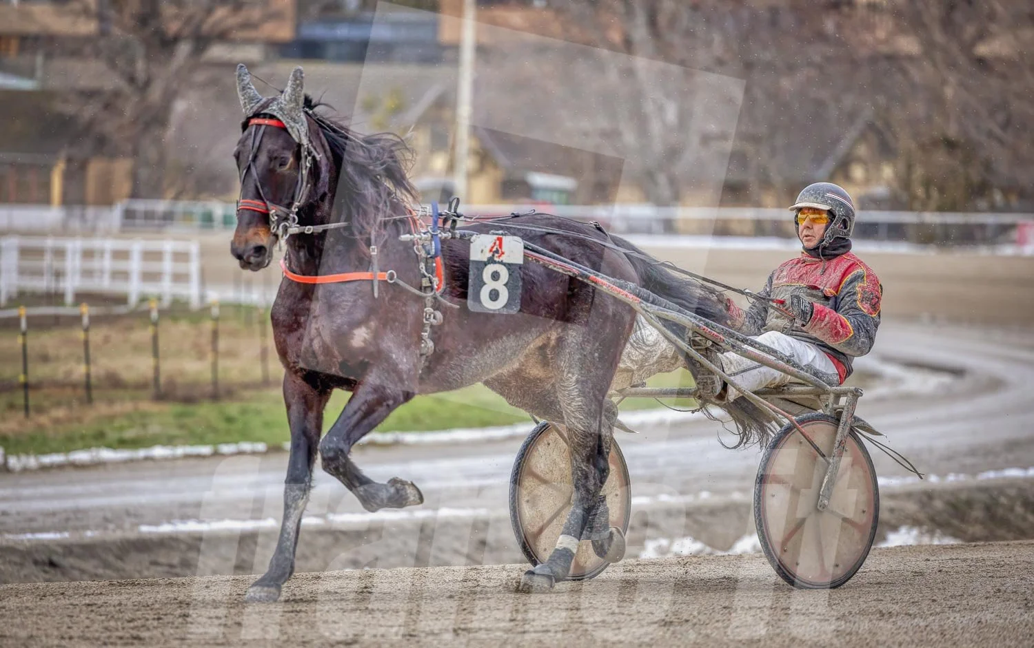 Pferd mit Fahrer bei einem Trabrennen auf einer Rennbahn, umgeben von Winterlandschaft und Gebäuden im Hintergrund.