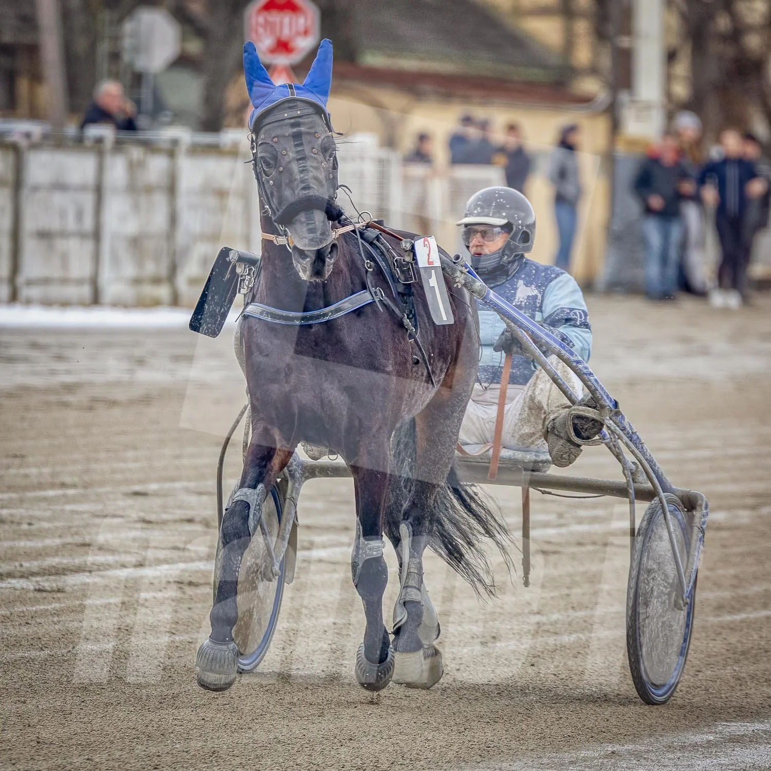 Trabrennpark Wien Krieau mit Trabrennpferd und Fahrer, im Hintergrund sind Zuschauer zu sehen.