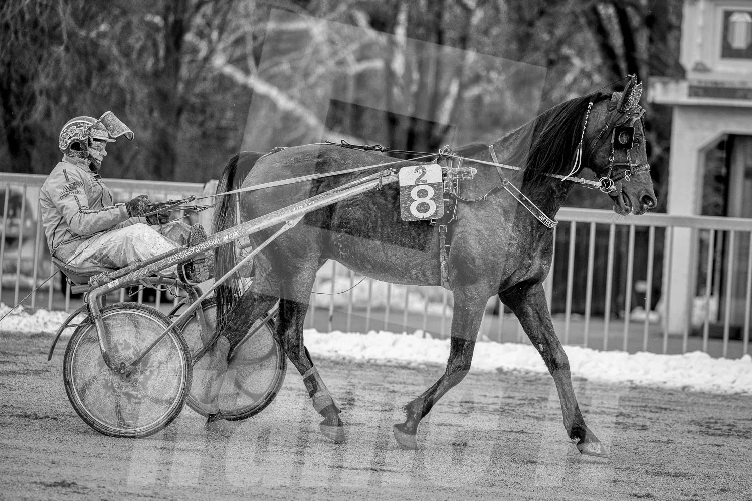Schwarz-Weiß-Foto eines Pferdes mit einem Trabreiter bei einem Rennen auf einer Rennbahn.