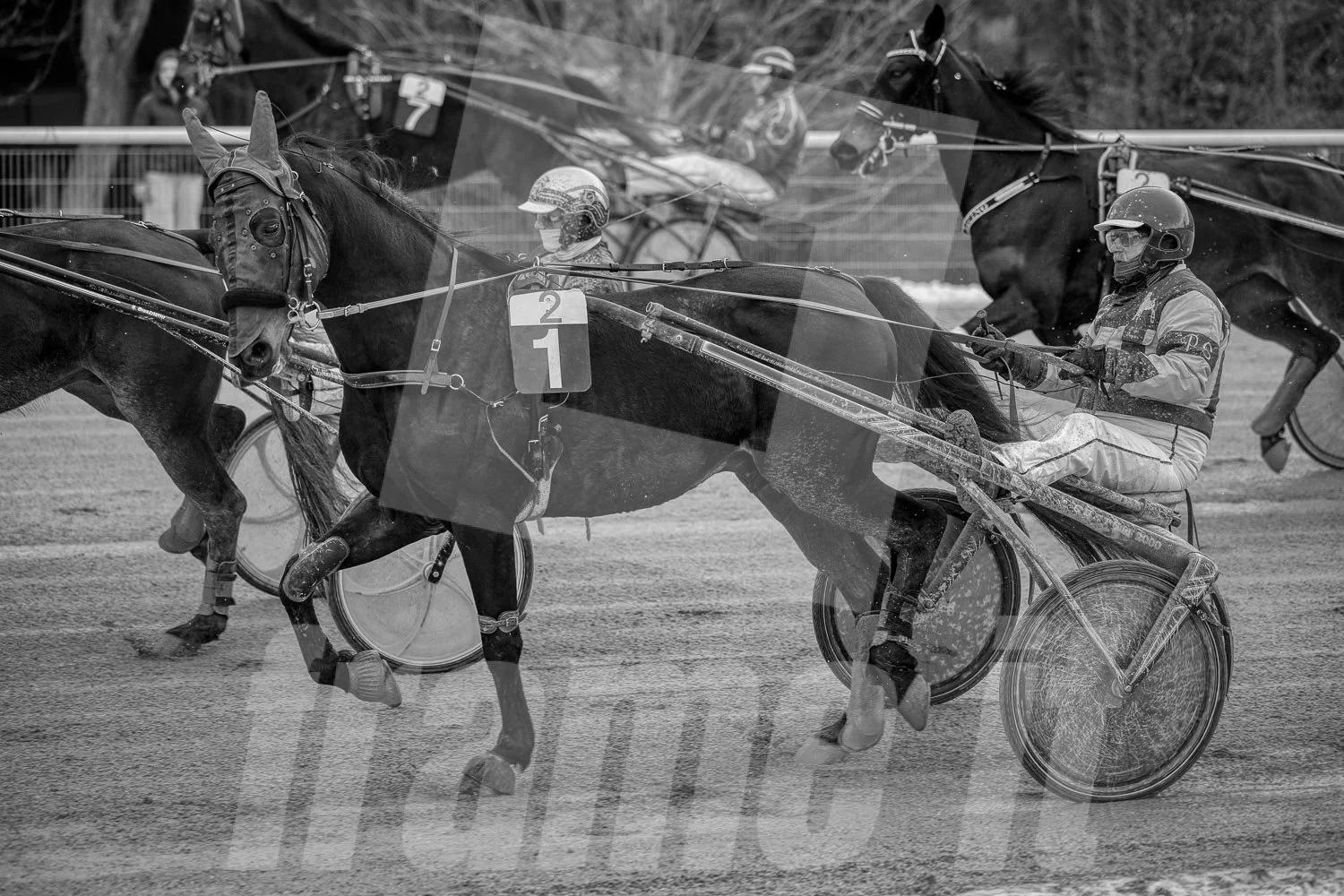 Pferderennen auf der Trabrennbahn mit mehreren Pferden und Fahrern, schwarze und weiße Aufnahme.
