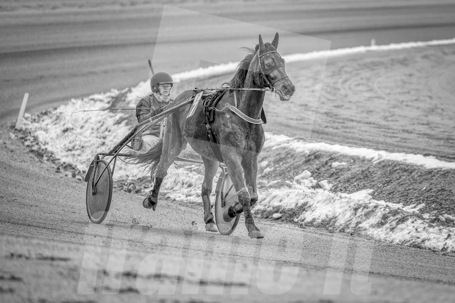 Ein Trabrennpferd mit einem Trabrennfahrer auf der Rennbahn vom Trabrennpark Krieau.