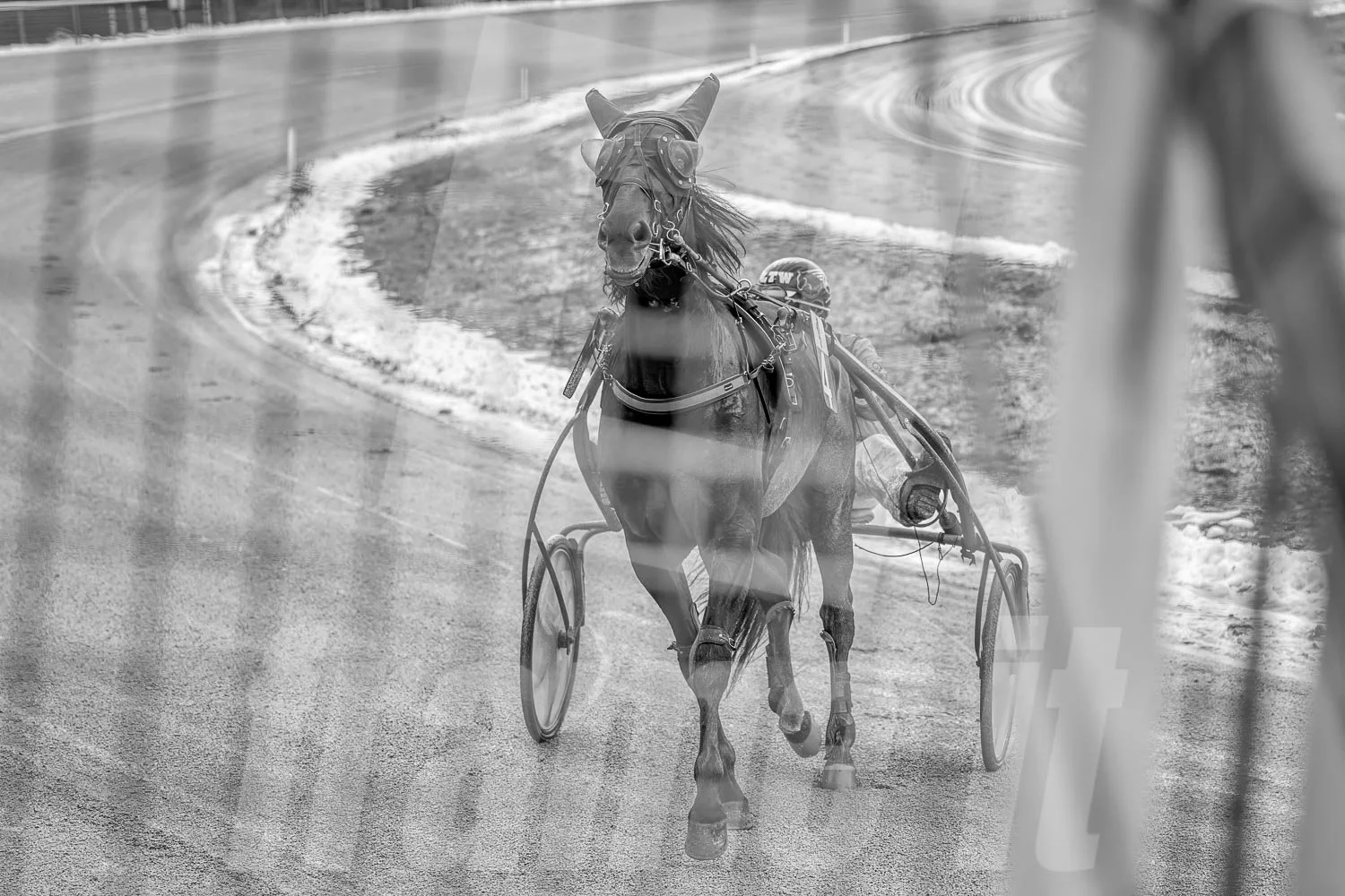 Ein Trabrennpferd mit einem Trabrennfahrer auf der Rennbahn vom Trabrennpark Krieau, schwarz-weiß Fotografie vom Startwagen.