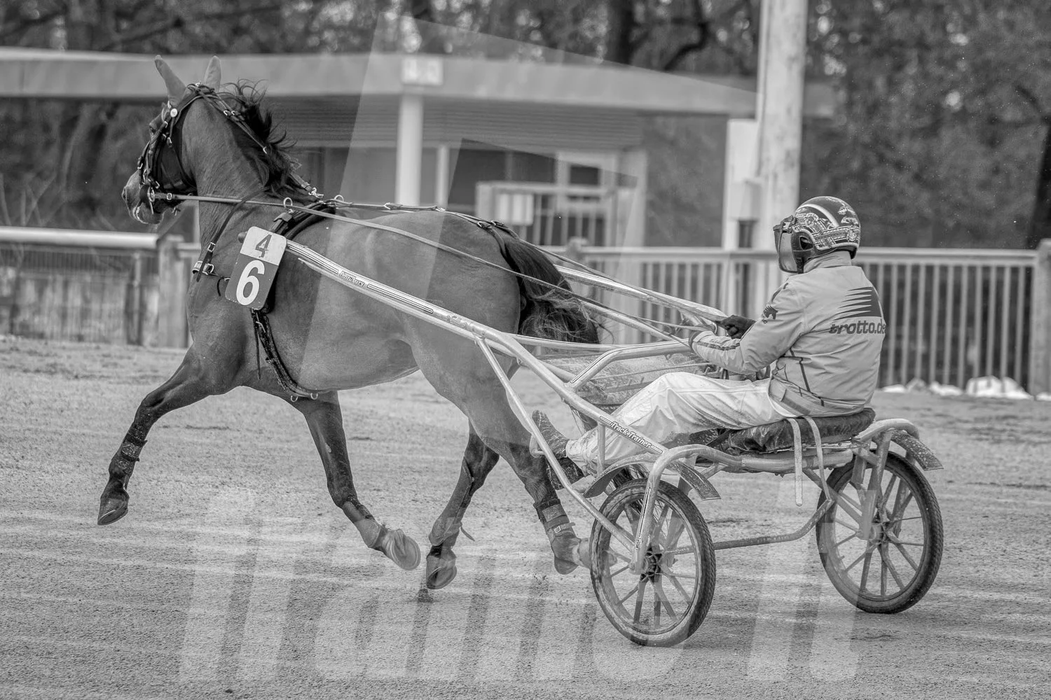 Ein Pferd ist in einem Trab auf einer Pferderennbahn. Das Bild ist schwarz-weiß.