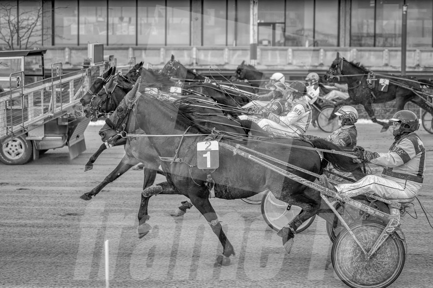 Pferderennen auf der Rennbahn, Detailaufnahme in Schwarz-Weiß.