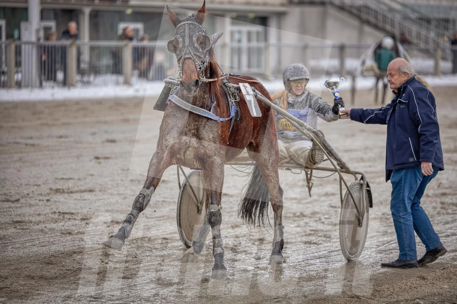 Trabrennfahrer mit Pferd, Trabrennpark Krieau in Wien, Siegerehrung.