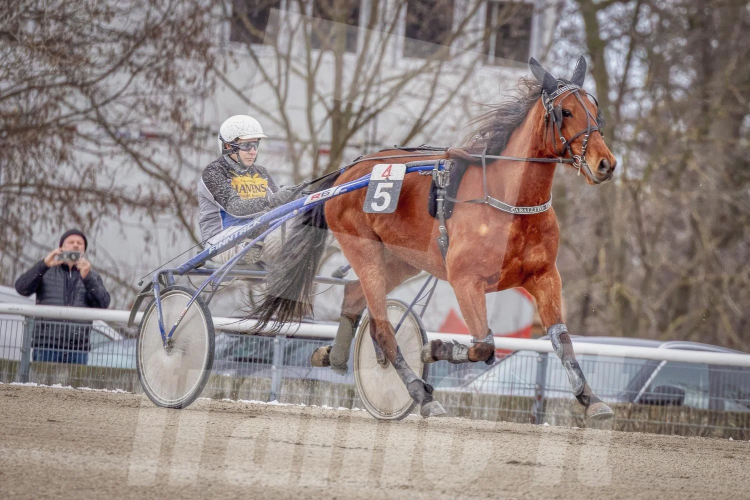 Trabrennbahn Wien Krieau, Trabrennpferd und Trabrennfahrer, im Hintergrund Bäume und Zuschauer.