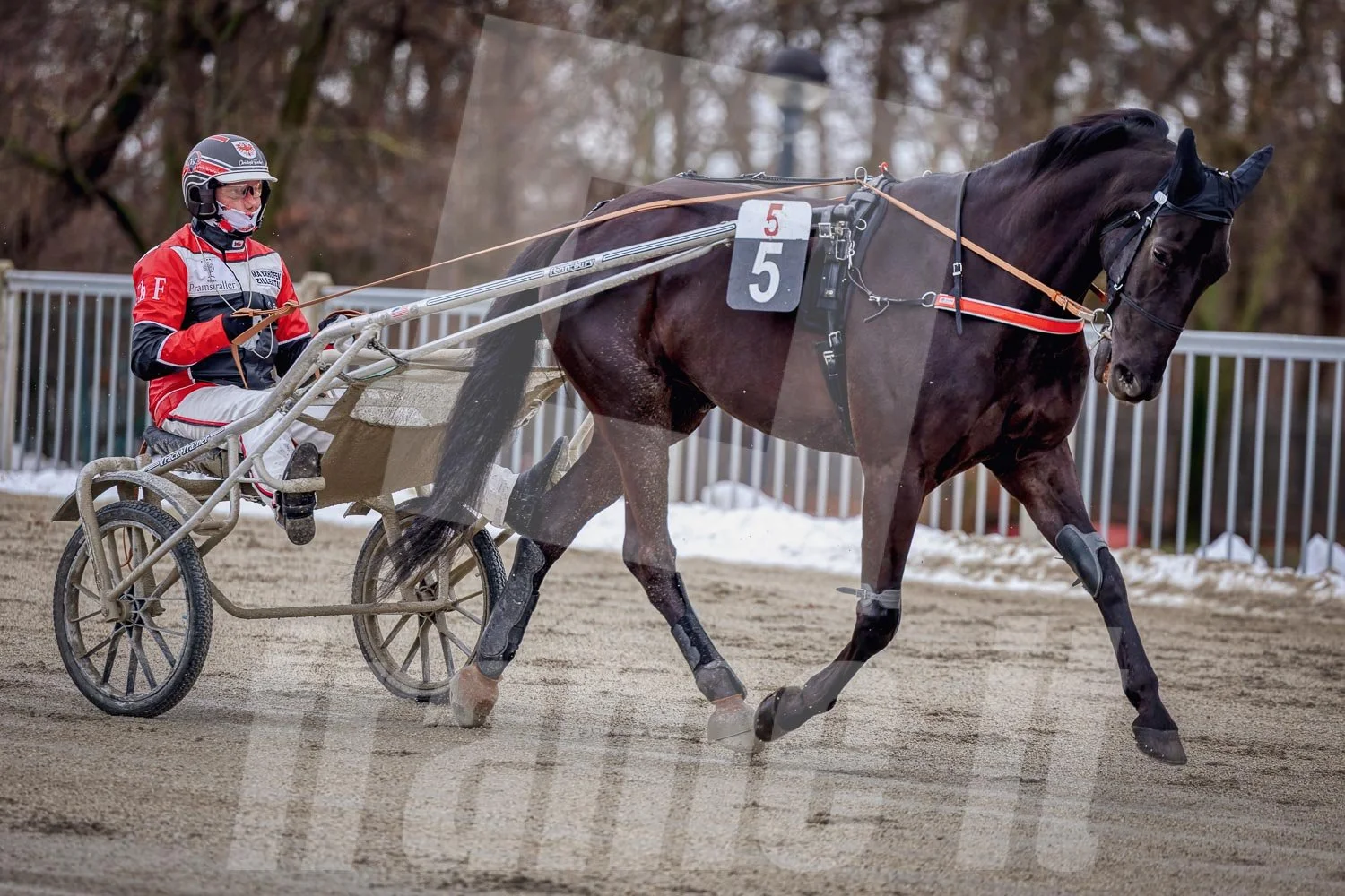 Pferderennfahrer fährt mit seinem schwarzen Pferd auf der Rennbahn, Winter, im Hintergrund sind Bäume und Schnee.