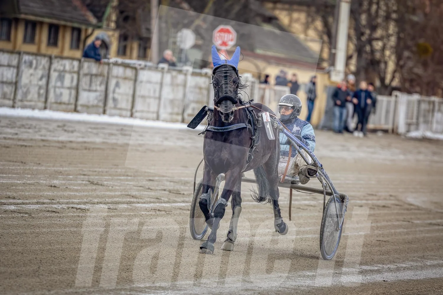 Trabrennpark Wien Krieau mit Trabrennpferd und Fahrer.