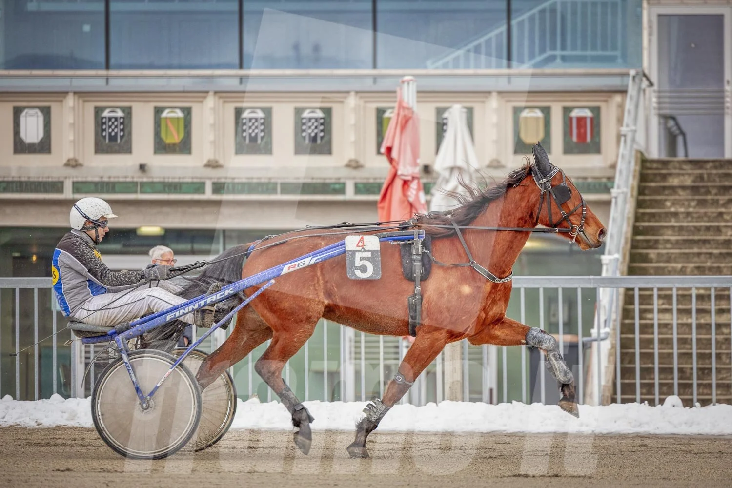 Trabrennbahn Wien Krieau, Trabrennpferd und Trabrennfahrer, im Hintergrund Tribüne und Zuschauer.