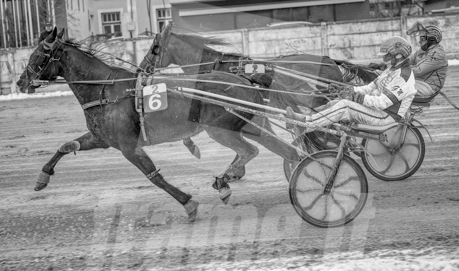 Rennszene in der Wiener Krieau, Trabrennpferde.