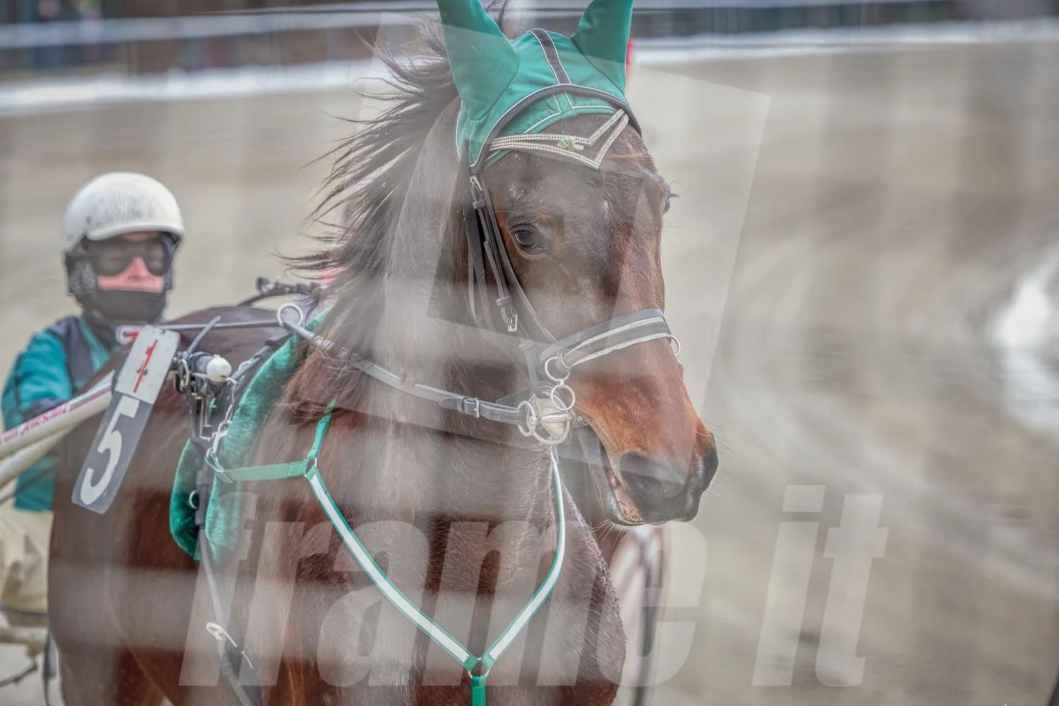 Ein Trabrennfahrer und ein Trabrennpferd im Trabrennpark Krieau kurz vor dem Start, fotografiert vom Startwagen.