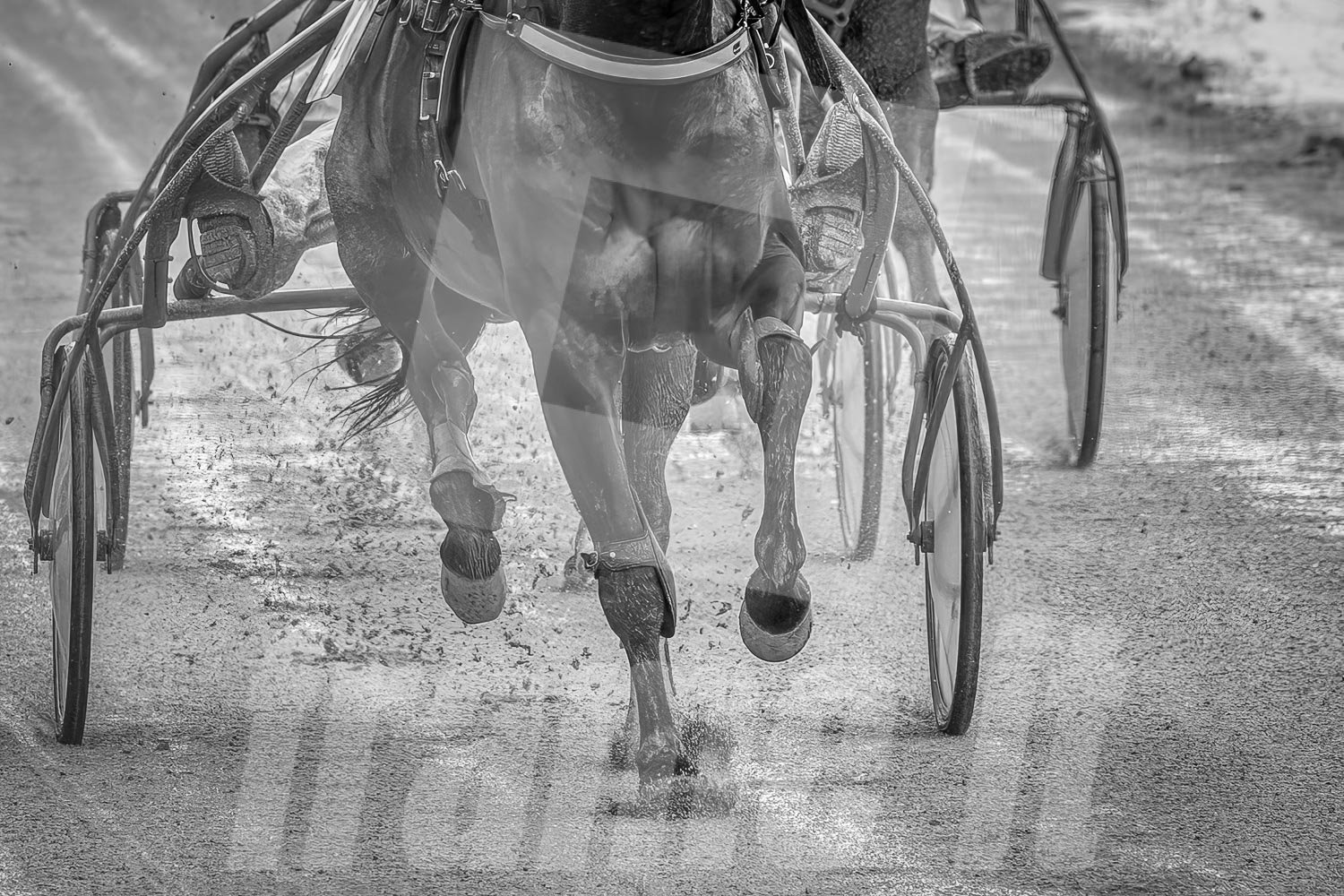 Ein Trabrennpferd mit einem Trabrennfahrer auf der Rennbahn vom Trabrennpark Krieau, schwarz-weiß Fotografie vom Startwagen.