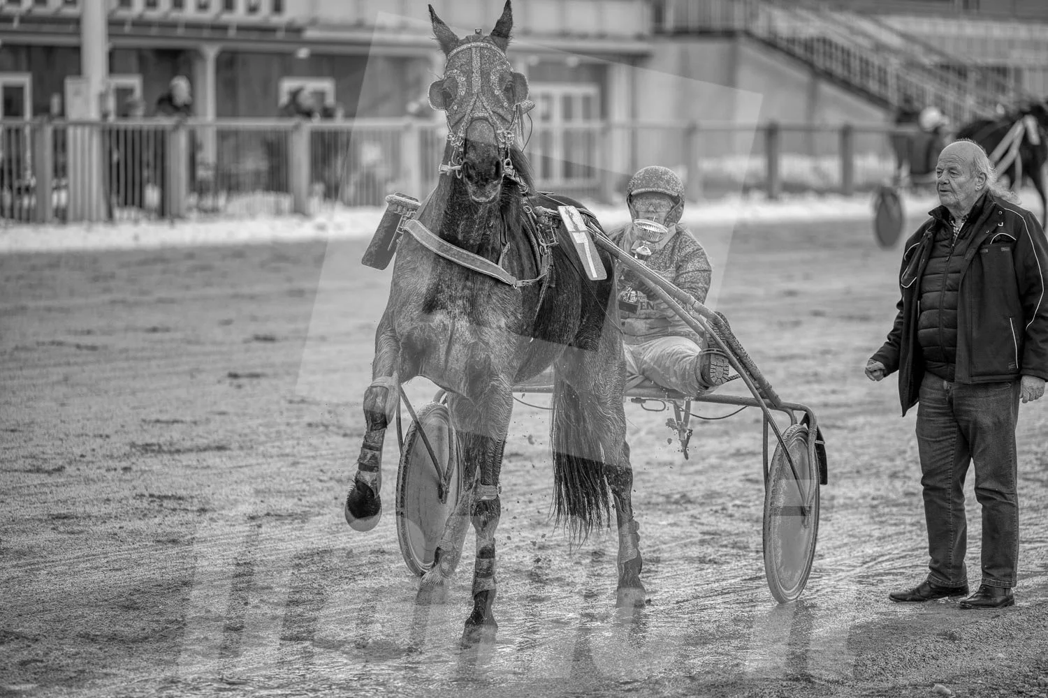 Ein Trabrennpferd mit einem Trabrennfahrer auf der Rennbahn vom Trabrennpark Krieau, schwarz-weiß Fotografie.
