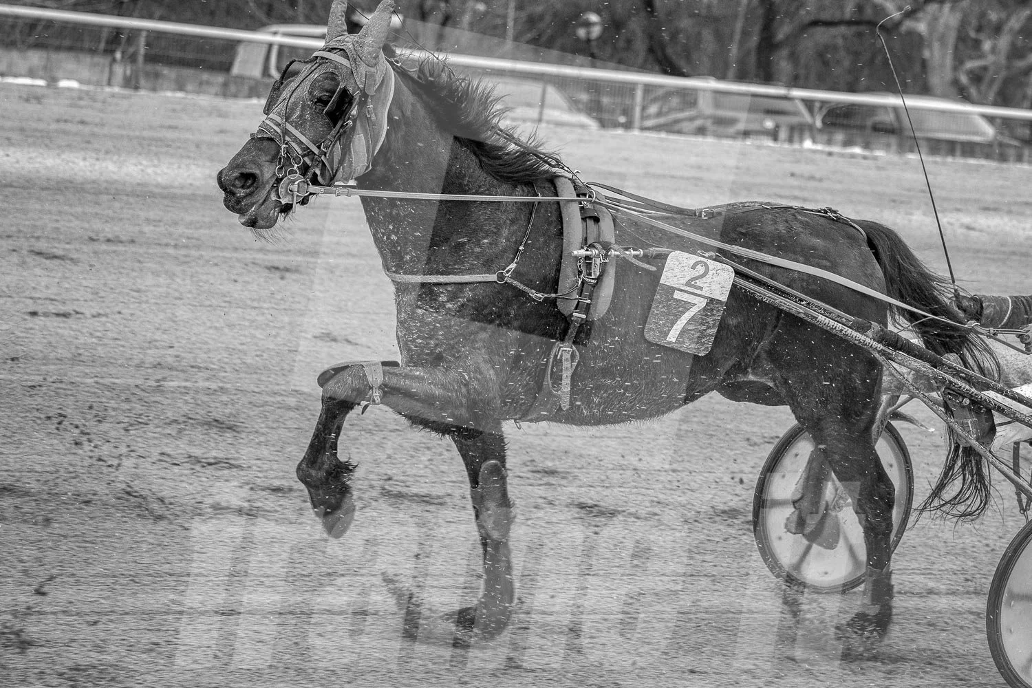 Schwarz-weiß-Foto eines Rennpferdes, das an einem Pferderennen teilnimmt.