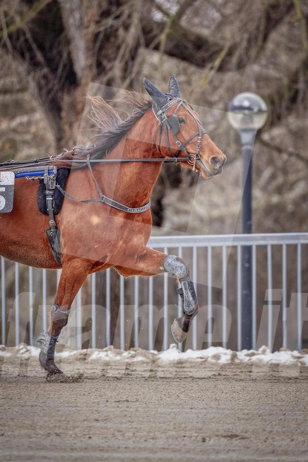 Trabrennbahn Wien Krieau, Trabrennpferd und Trabrennfahrer, im Hintergrund Bäume und Zuschauer.