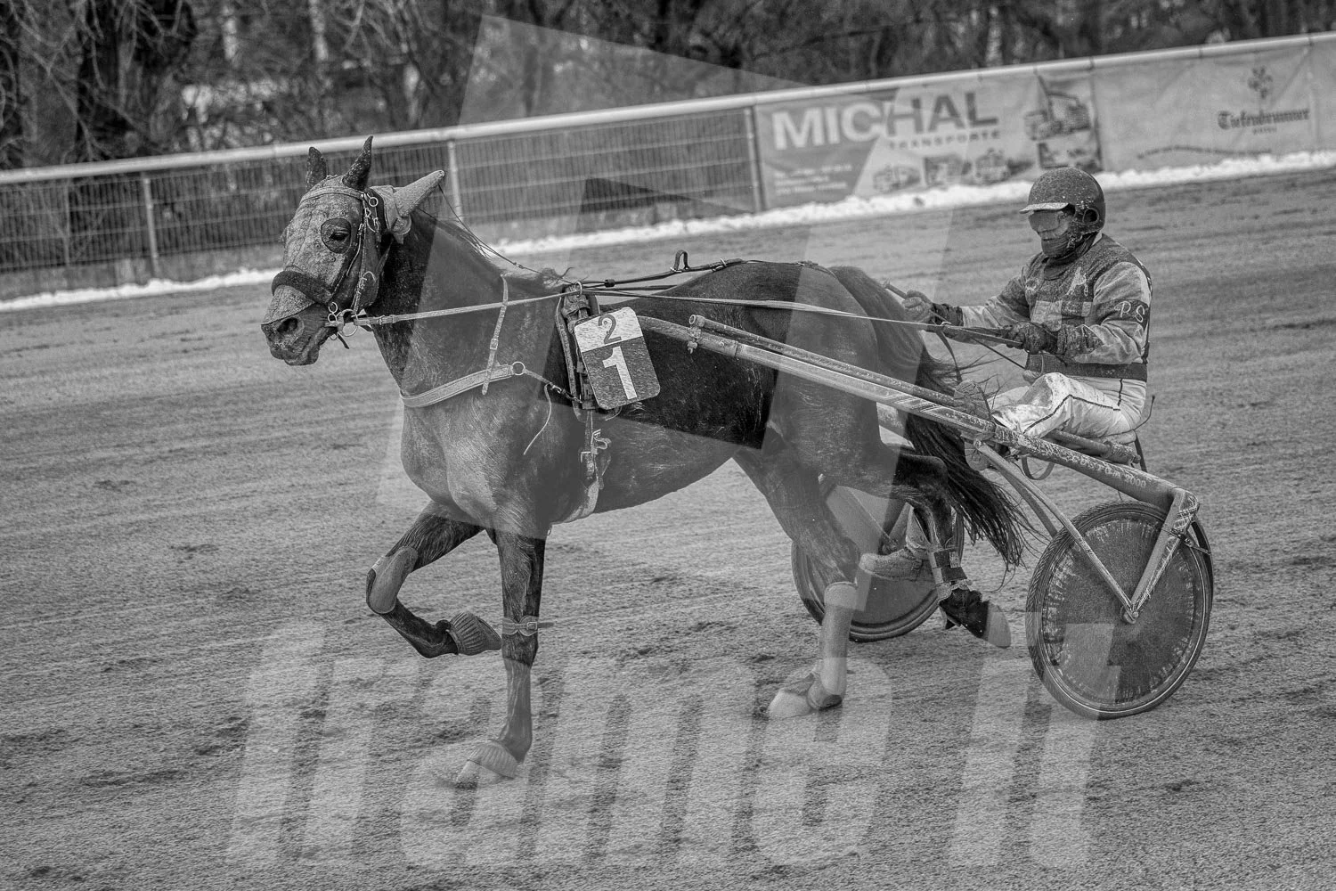 Ein Pferd mit einem Fahrer bei einem Pferderennen, das Bild ist schwarz-weiß.
