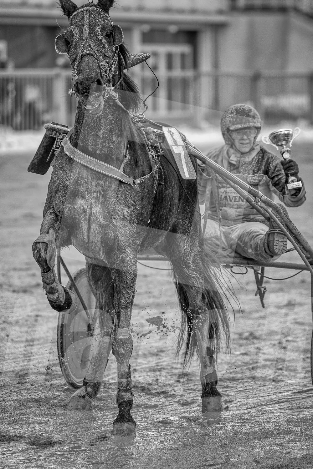 Ein Trabrennpferd mit einem Trabrennfahrer auf der Rennbahn vom Trabrennpark Krieau, schwarz-weiß Fotografie.