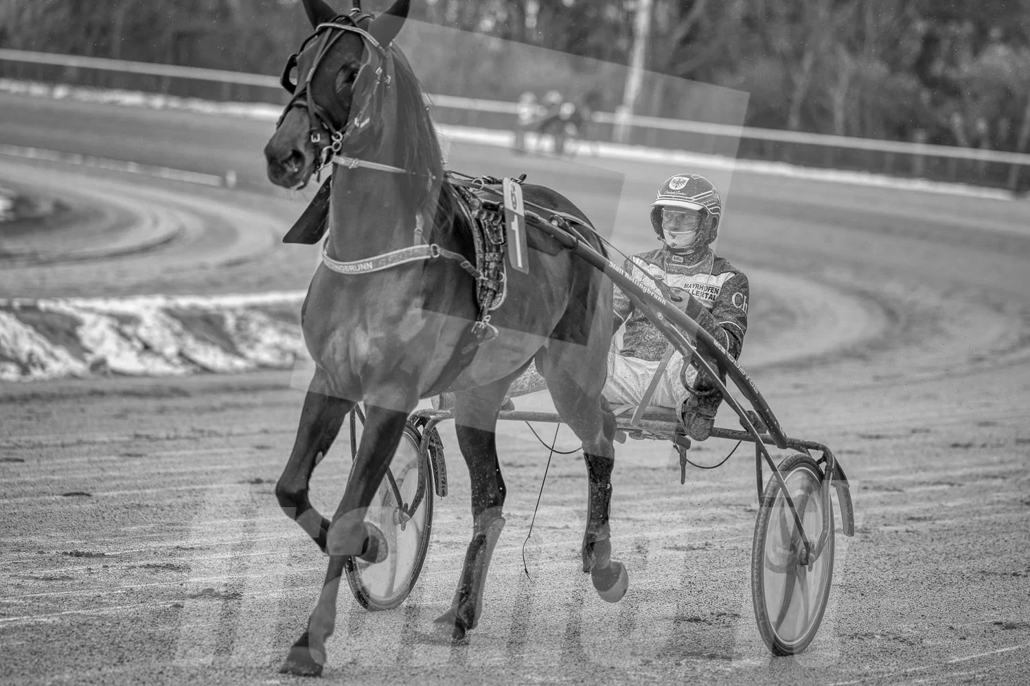 Schwarz-Weiß-Foto eines Trabrennpferdes mit einem Trabrennfahrer auf der Rennbahn vom Trabrennpark Krieau in Wien.
