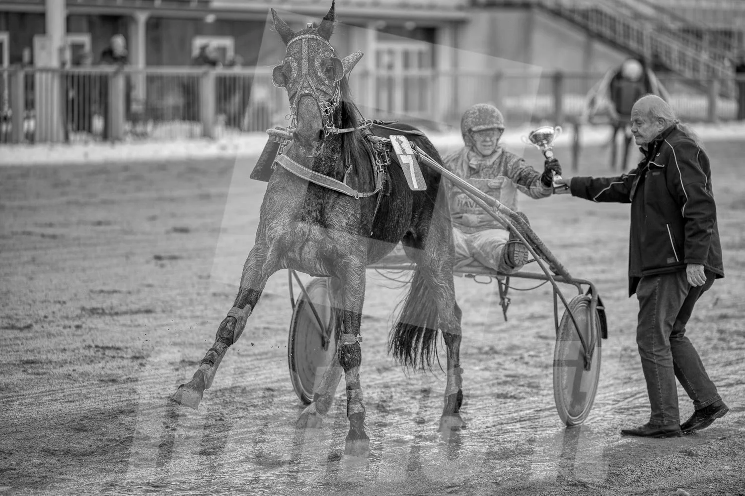 Ein Trabrennpferd mit einem Trabrennfahrer auf der Rennbahn vom Trabrennpark Krieau, schwarz-weiß Fotografie, Siegerehrung mit Pokal.