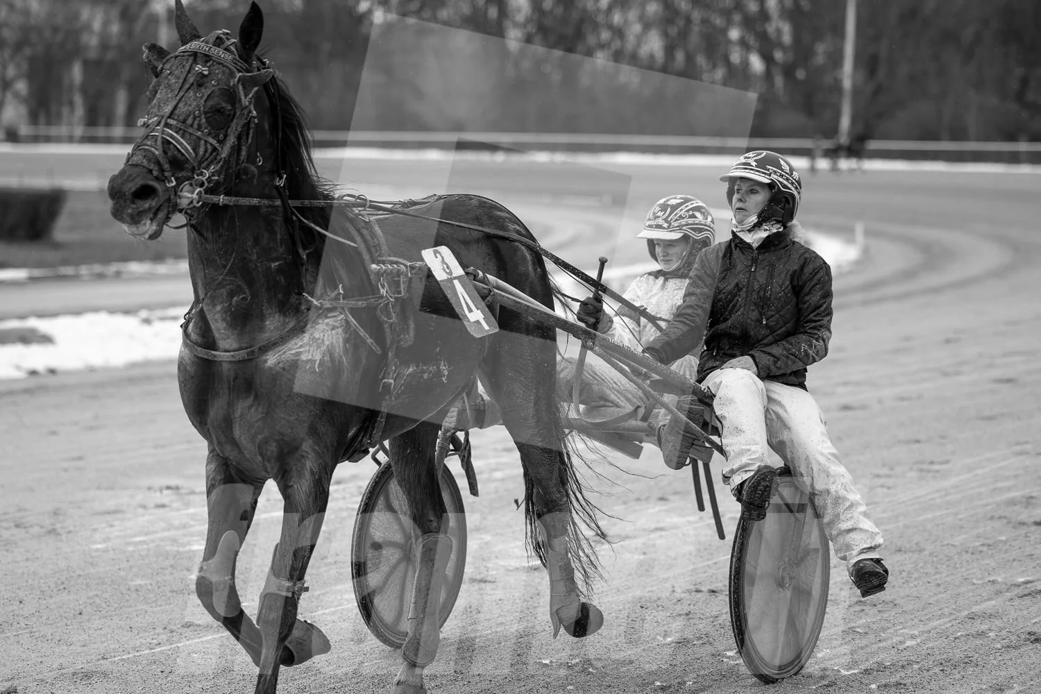 Schwarz-weiss Foto eines Trabrennpferdes, mit einem Trabrennfahrer auf der Trabrennbahn in der Wiener Krieau.