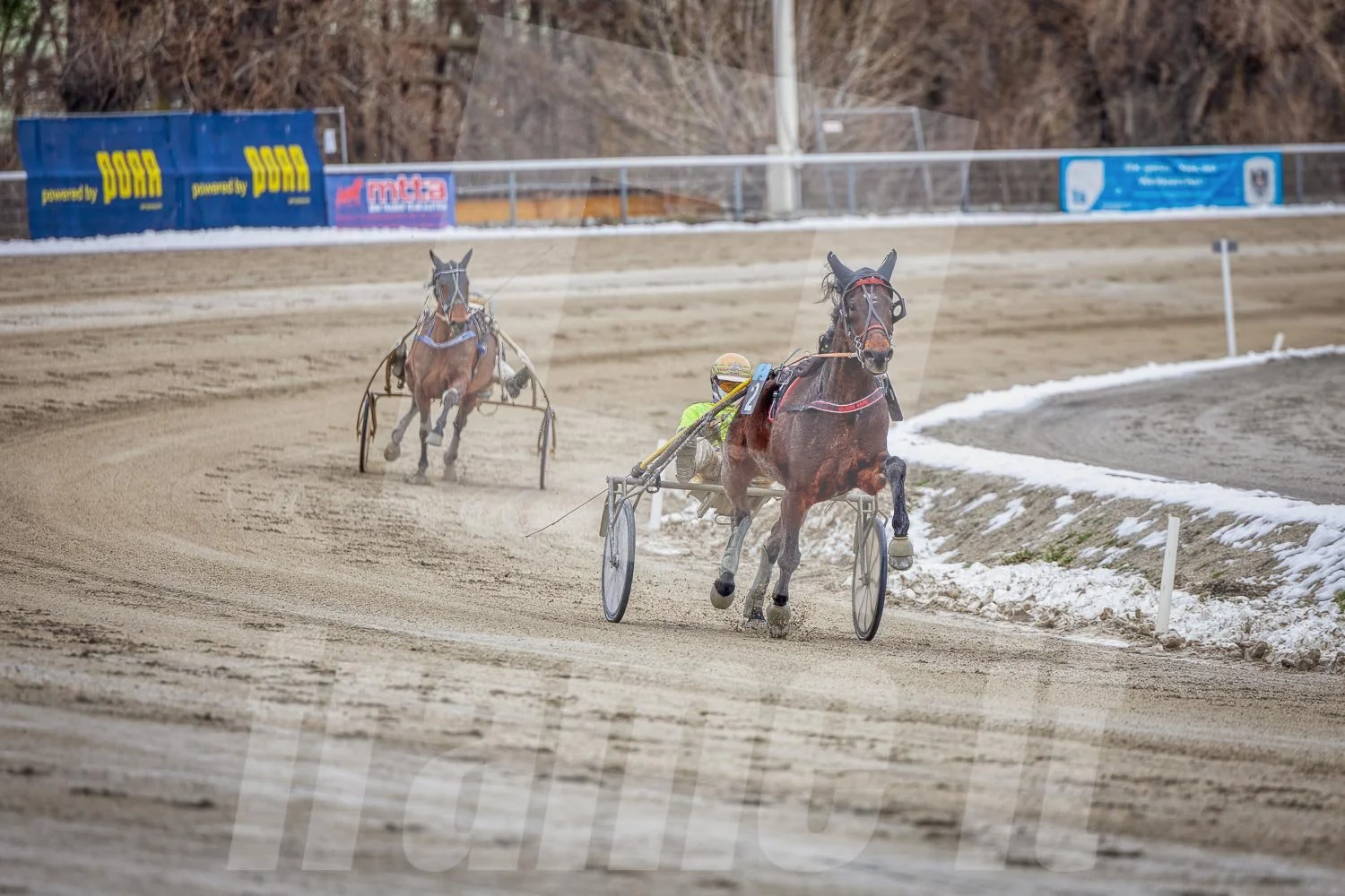 Zwei Traberrennpferde und Fahrer im Trabrennpark Krieau.