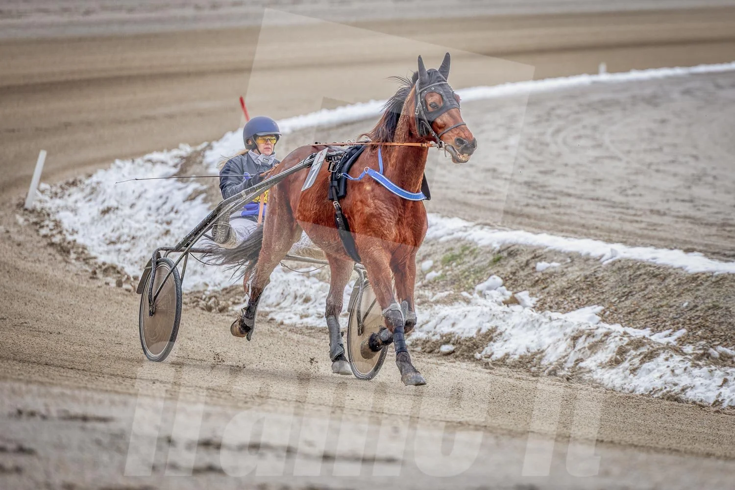 Ein Trabrennfahrer und ein Trabrennpferd auf der Trabrennbahn in Wien Krieau.