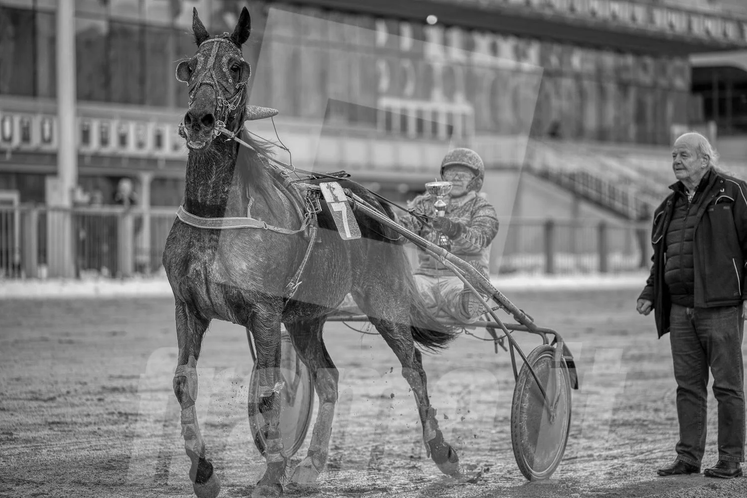 Ein Trabrennpferd mit einem Trabrennfahrer auf der Rennbahn vom Trabrennpark Krieau, schwarz-weiß Fotografie.