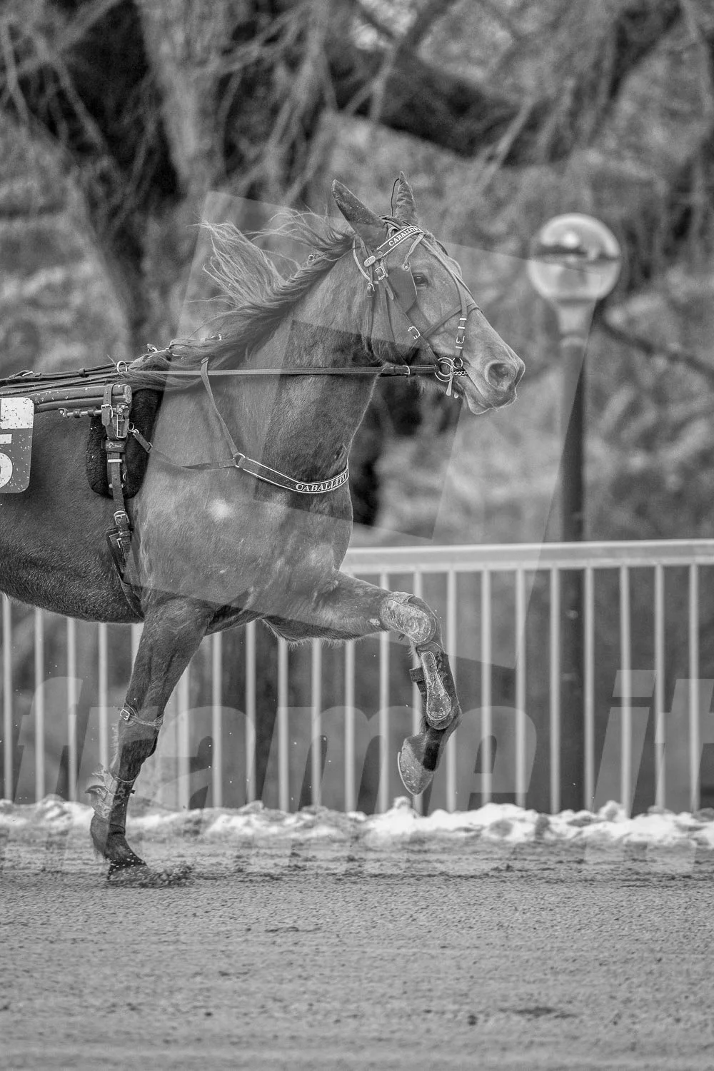 Trabrennpferd mit Trabrennfahrer auf der Trabrennbahn der Wiener Krieau.