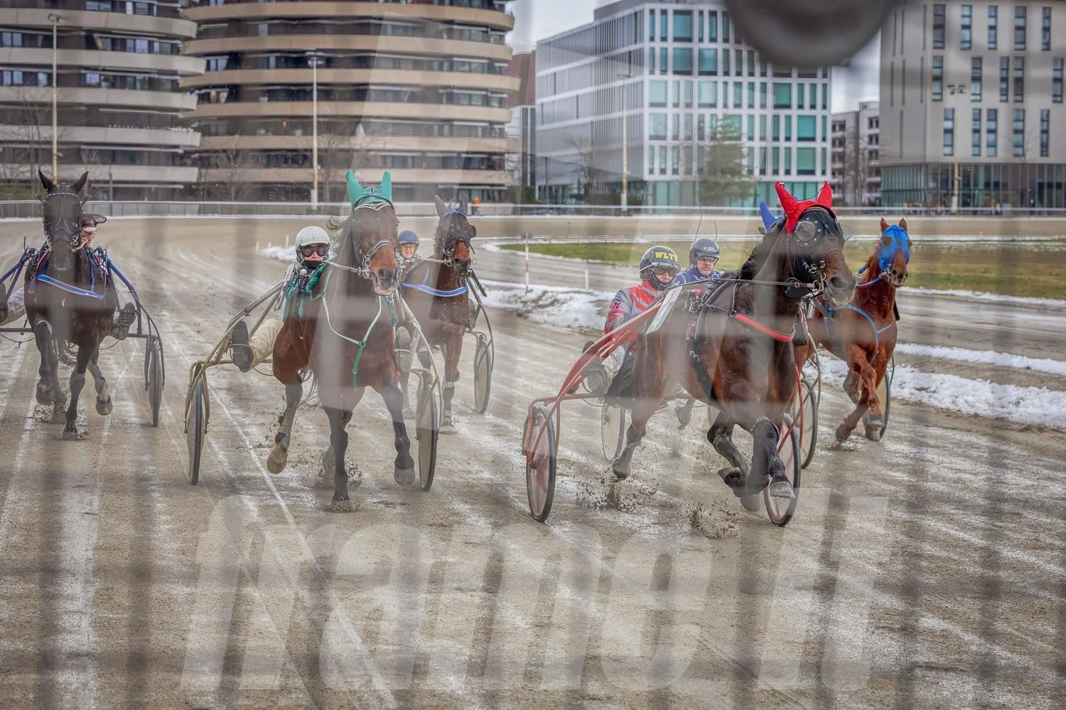 Pferderennen, Startphase, fotografiert vom Startwagen der Trabrennbahn Wien Krieau.