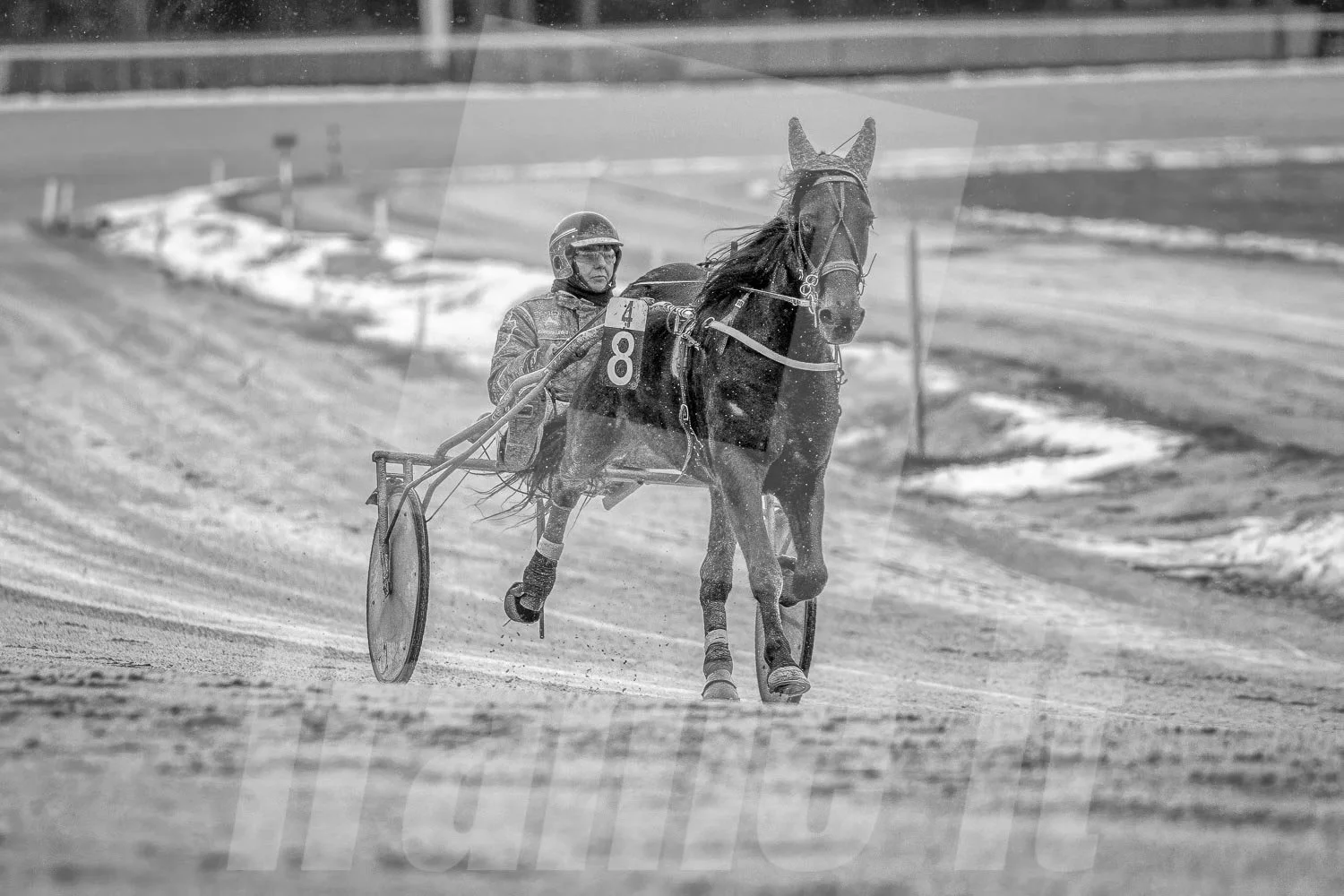 Pferderennen auf verschneiter Strecke, Trabrennfahrer mit Trabrennpferd mit Geschirr, im Hintergrund winterliche Landschaft, schwarz-weiß