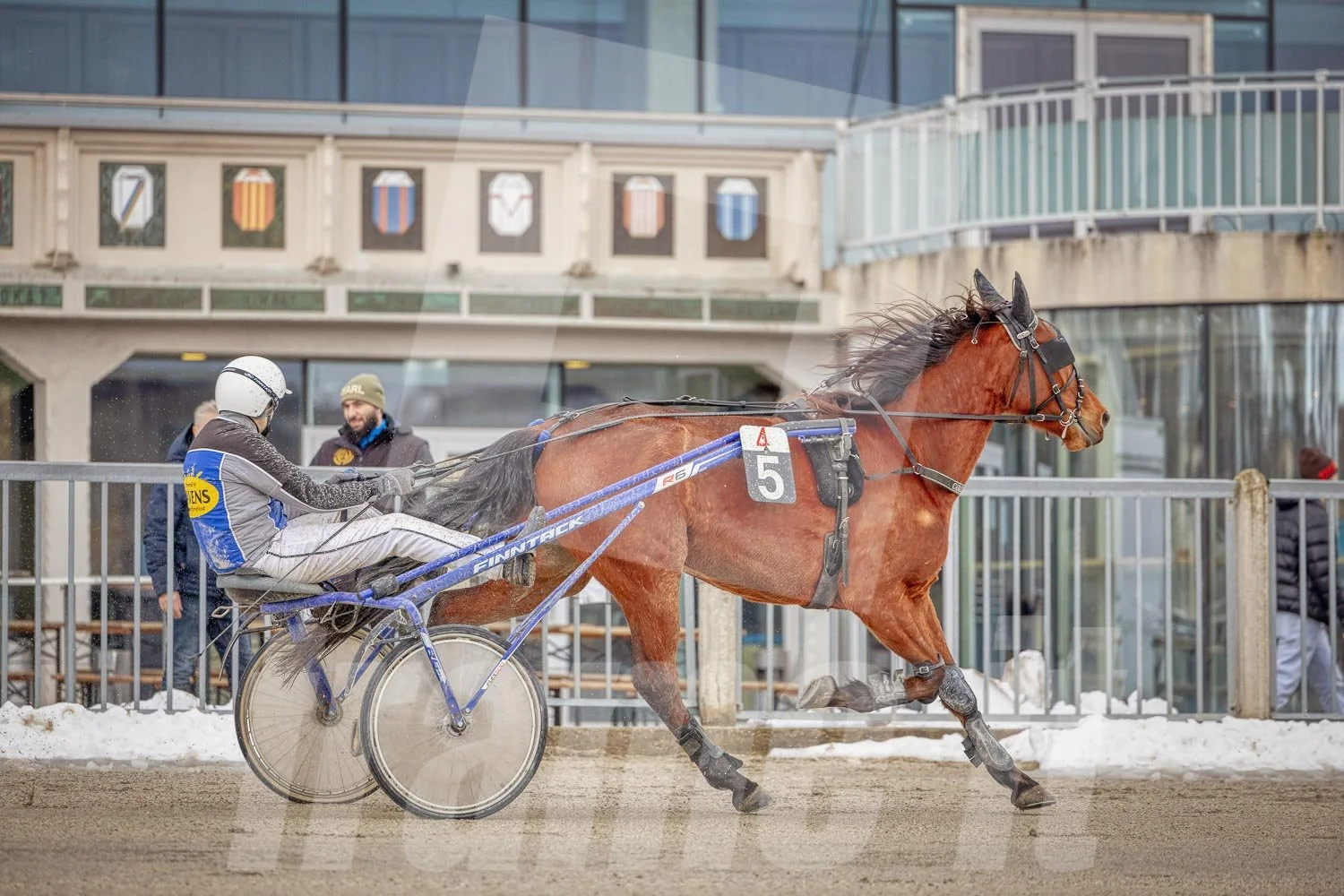Trabrennpark Wien Krieau mit Trabrennpferd und Tribüne im Hintergrund.
