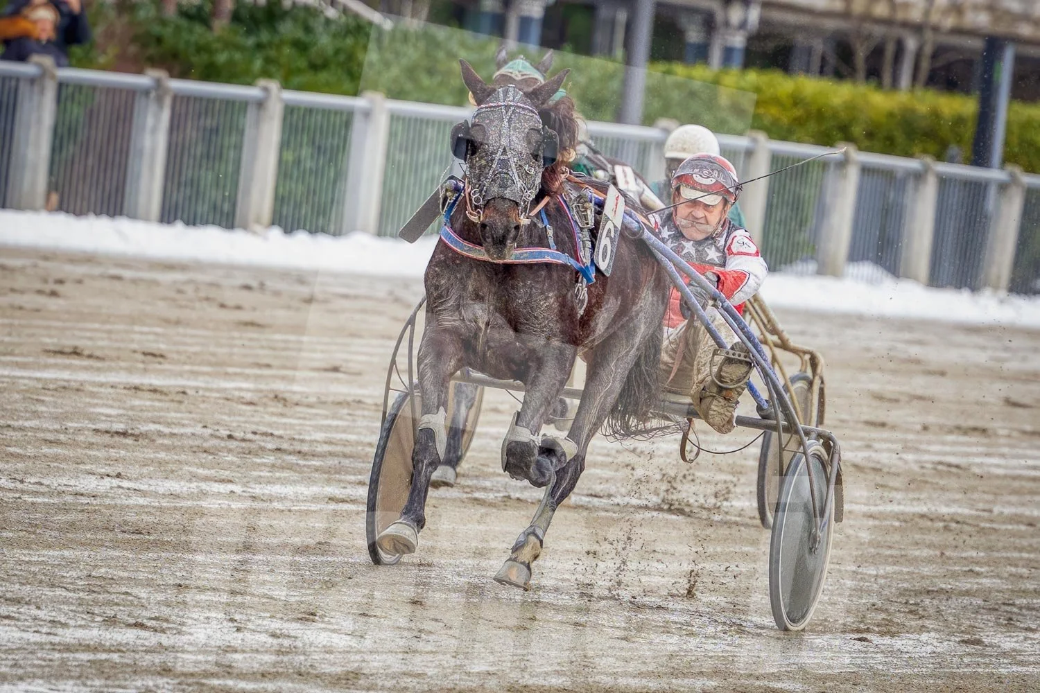 Zieleinlauf eines Trabrennpferdes.