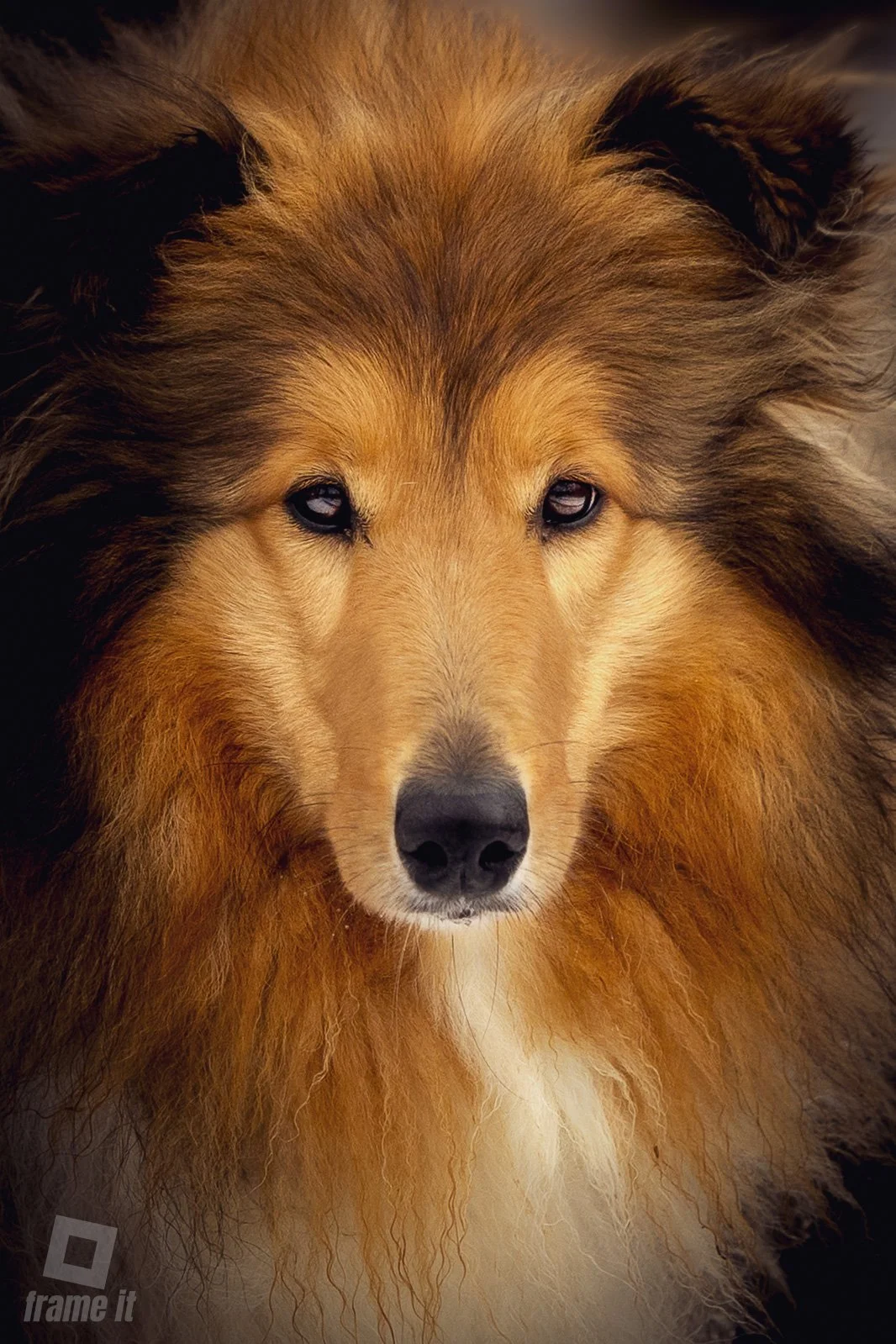 Nahaufnahme eines Löwen mit braunem Fell und schwarzer Mähne, starrender Blick, schwarzen Nase und weißen Kinn.