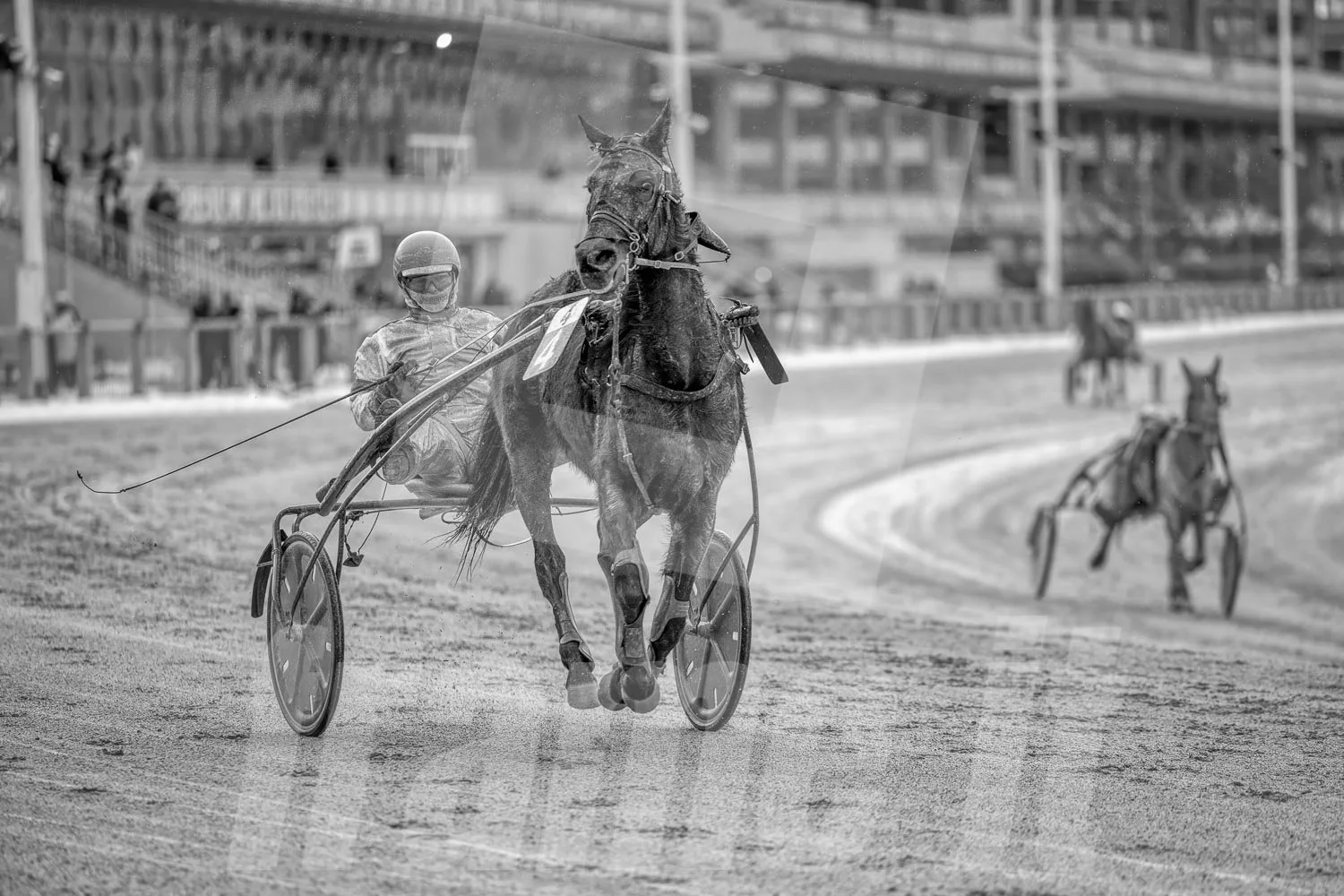 Ein Trabrennfahrer und ein Trabrennpferd auf der Trabrennbahn in Wien Krieau. Die Szene ist schwarz-weiß.