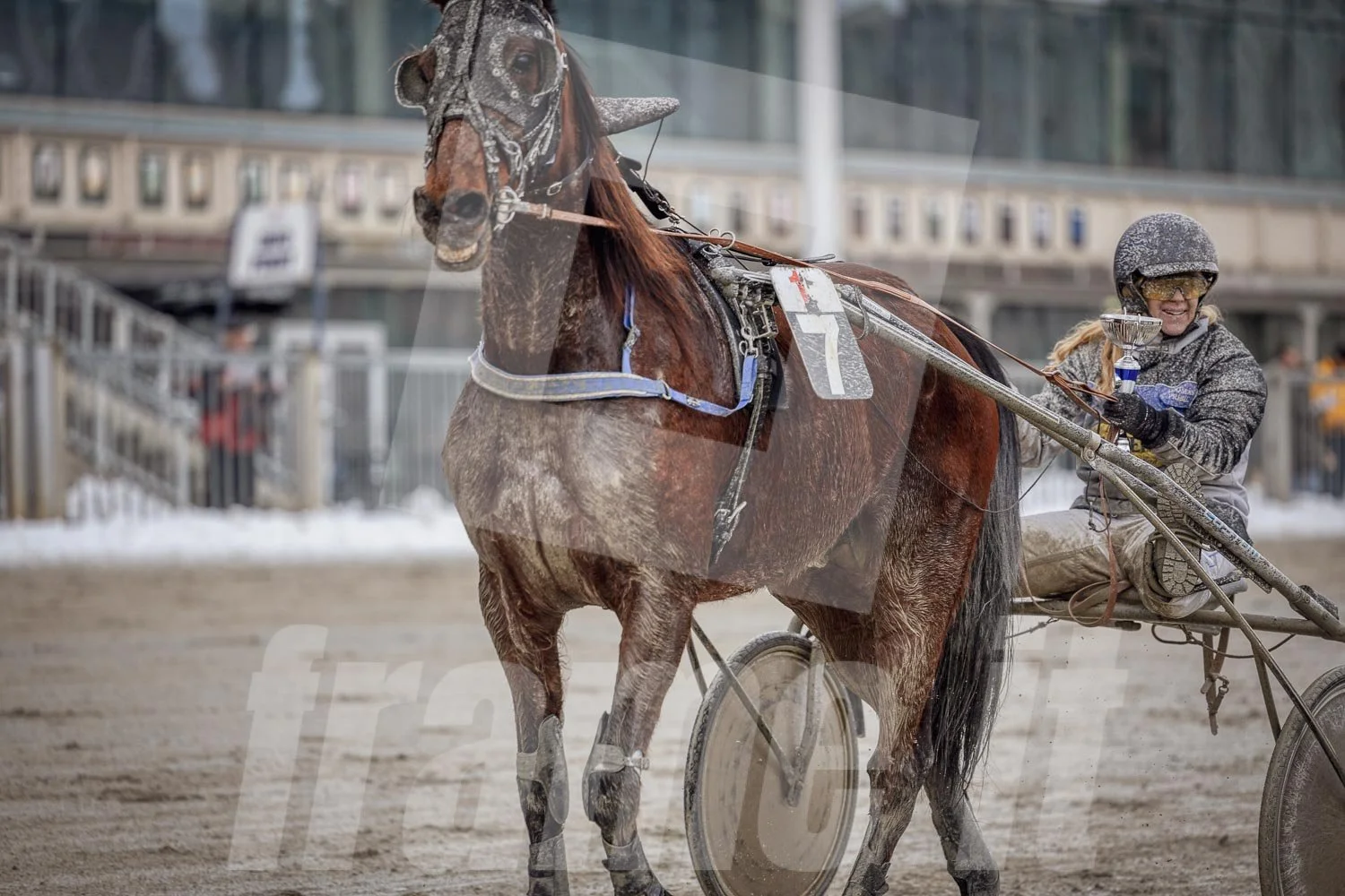 Trabrennfahrer mit Pferd, Trabrennpark Krieau in Wien, Siegerehrung.