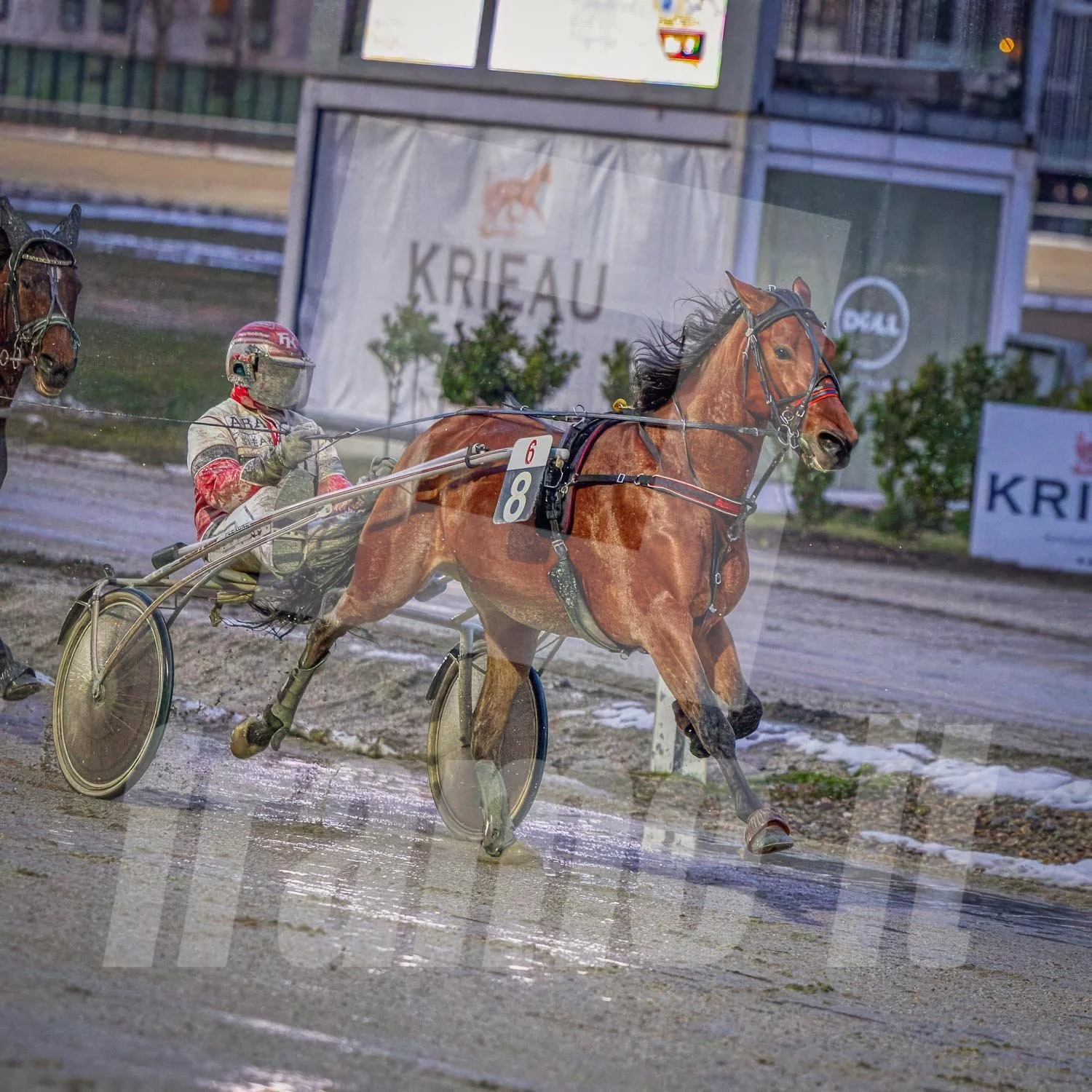 Pferderennen in Wien, im Hintergrund Werbung und Zäune.
