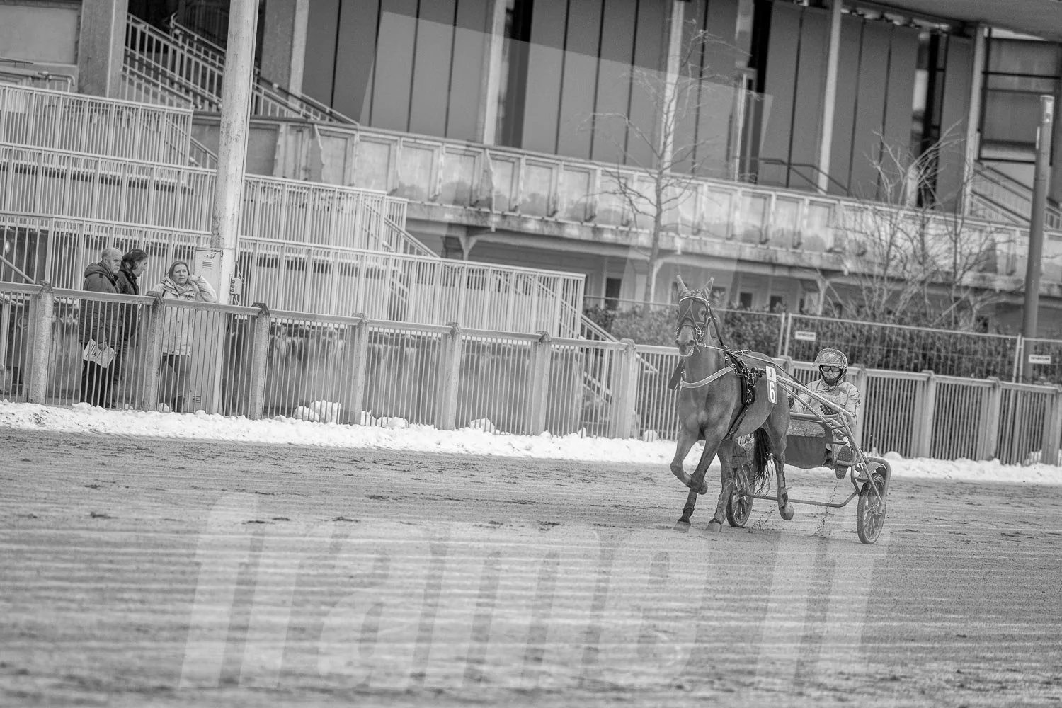 Trabrennpferd mit Trabrennfahrer auf der Trabrennbahn der Wiener Krieau beim aufwärmen.