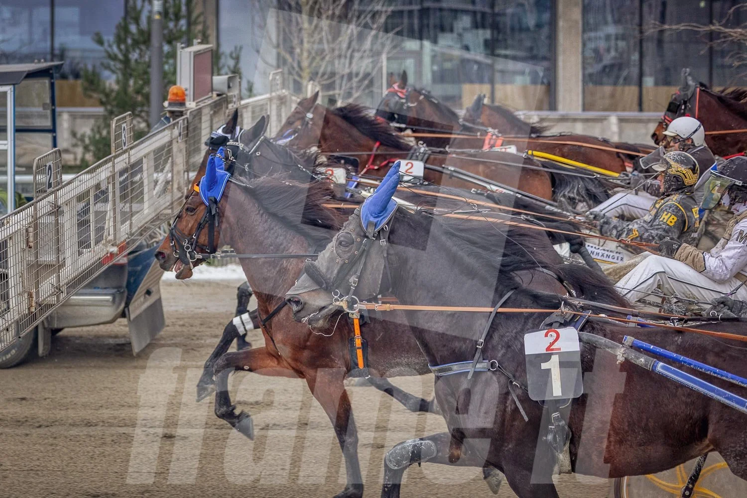 Trabrennen mit mehreren Trabrennpferden und Fahrern auf der Trabrennbahn in Wien Krieau. Startphase hinter dem Startwagen.
