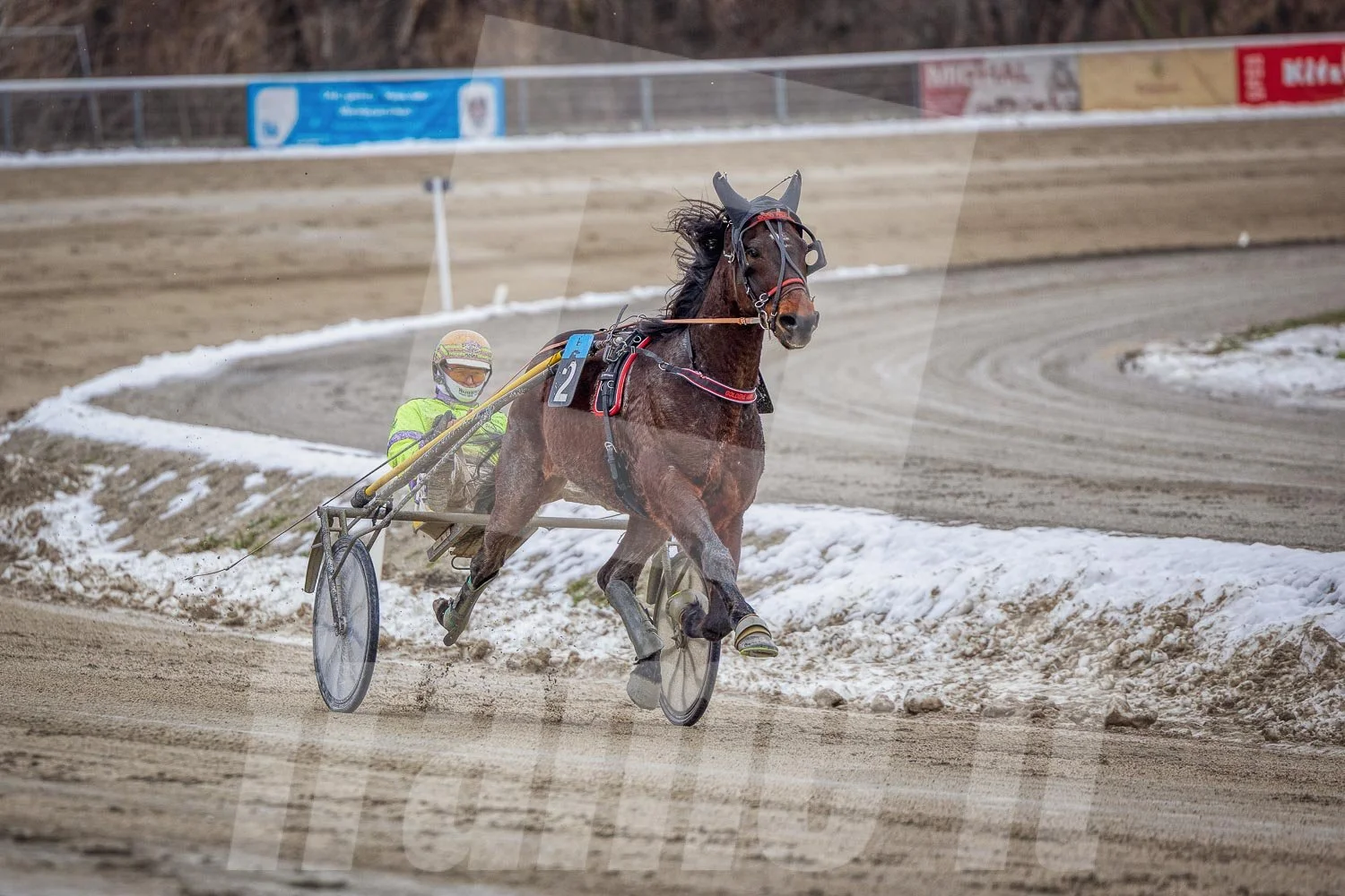 Pferderennen auf einer Bahn im Winter mit Schnee am Rand.