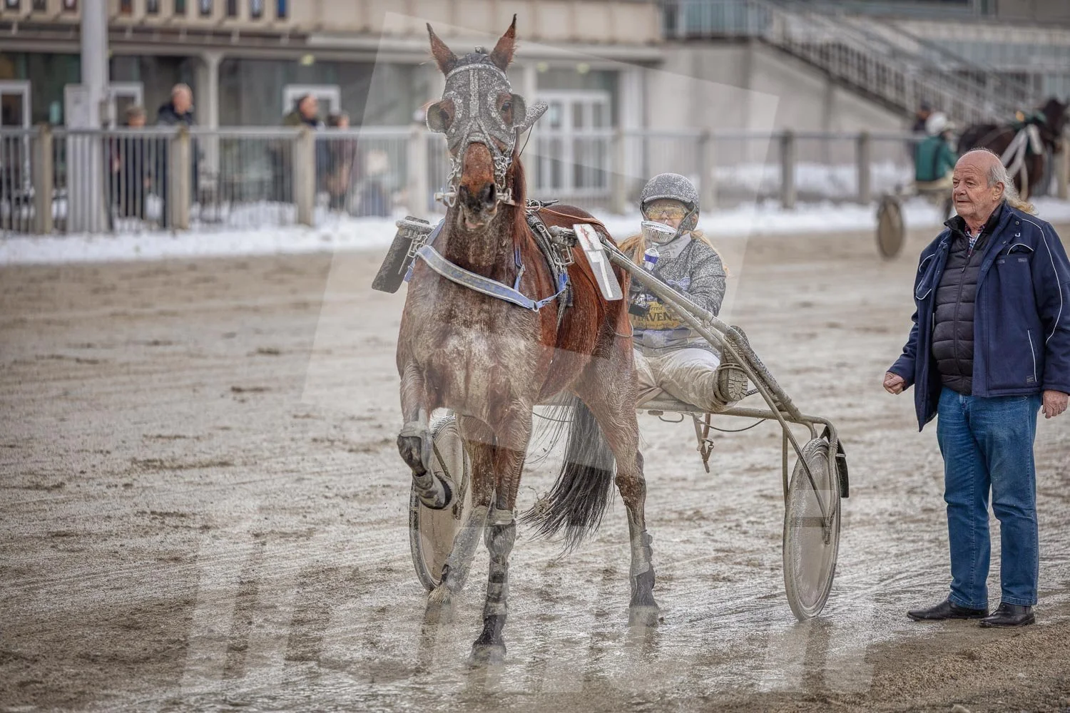 Trabrennfahrer mit Pferd, Trabrennpark Krieau in Wien, Siegerehrung mit Pokal.