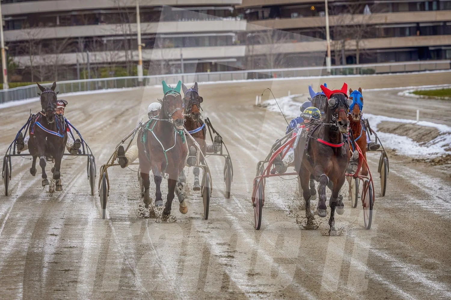 Pferderennen auf einer Sandbahn in Wien Krieau, im Hintergrund moderne, mehrstöckige Gebäude.