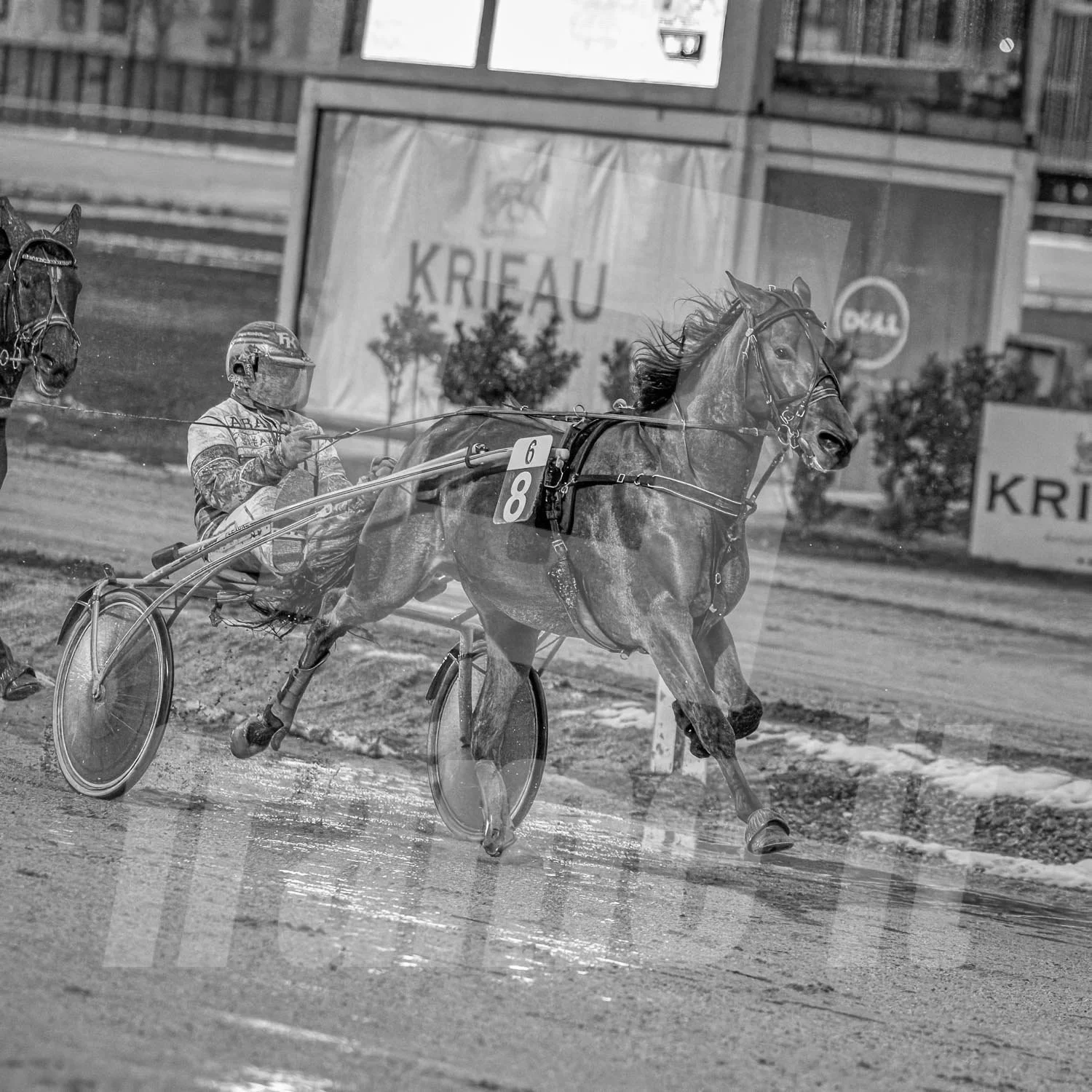 Ein Trabrennfahrer und ein Trabrennpferd auf der Trabrennbahn in Wien Krieau. Die Szene ist schwarz-weiß.