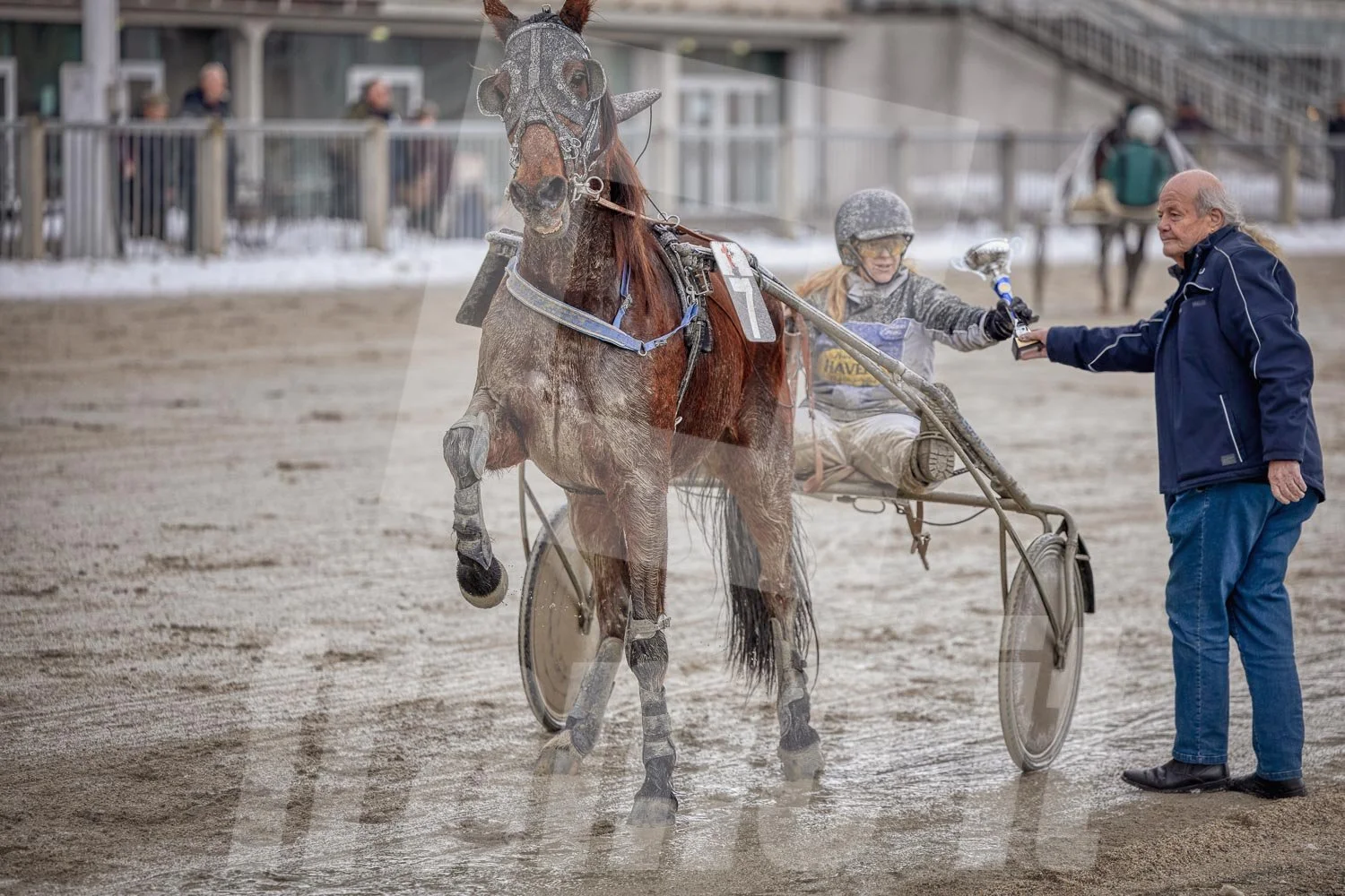 Trabrennfahrer mit Pferd, Trabrennpark Krieau in Wien, Siegerehrung.