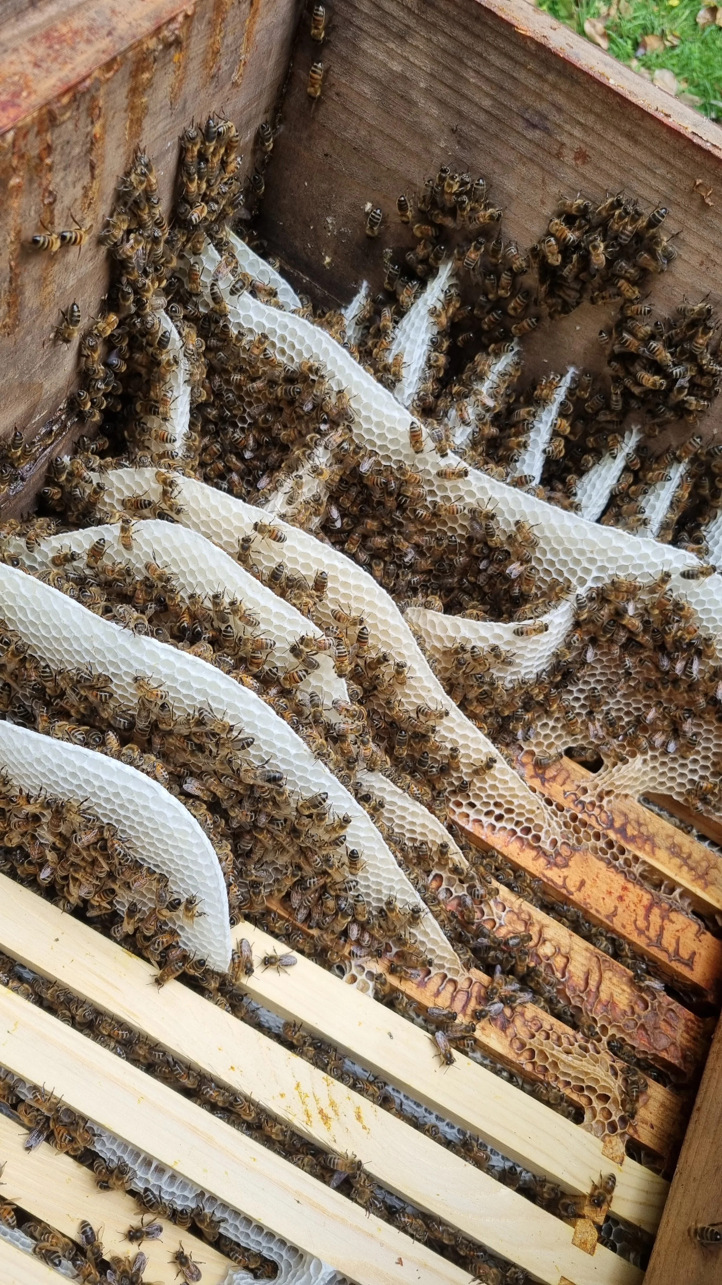 2 Day Full Beekeeper Course