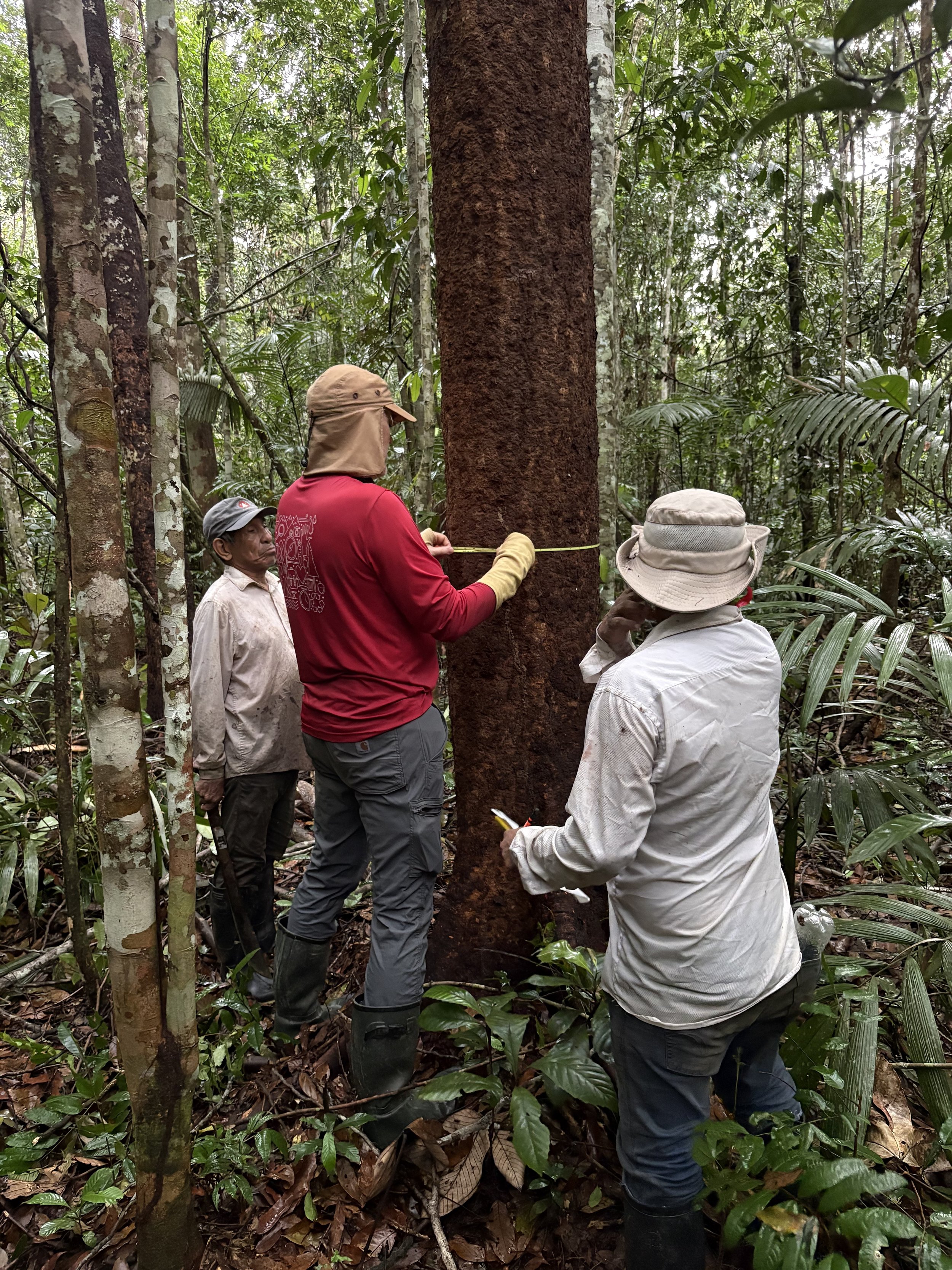 A group of people in a dense forest measuring a tall, reddish-brown tree using a measuring tape.