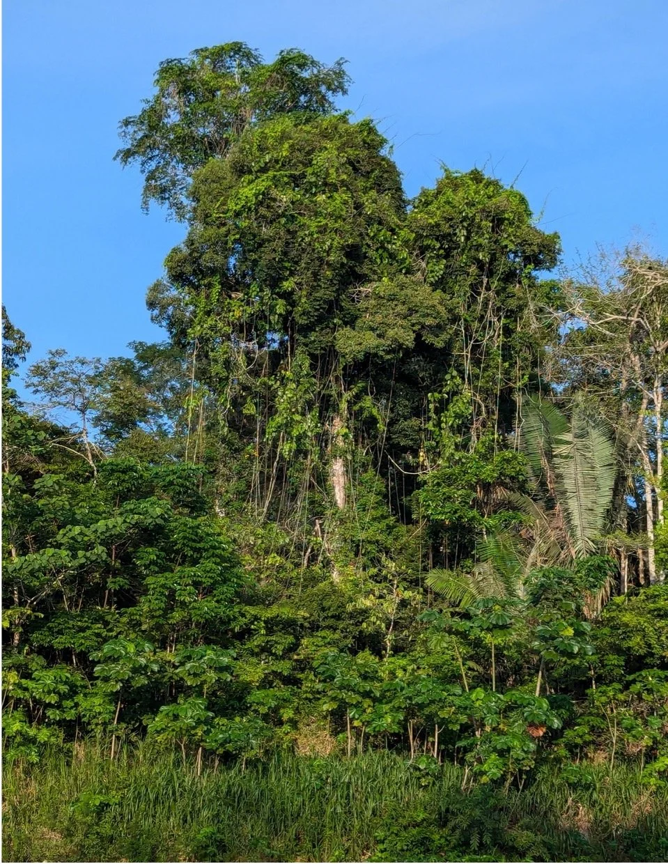 Tall lush green trees in a jungle with a bright blue sky in the background.