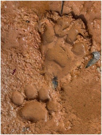 Footprints in wet, muddy ground.